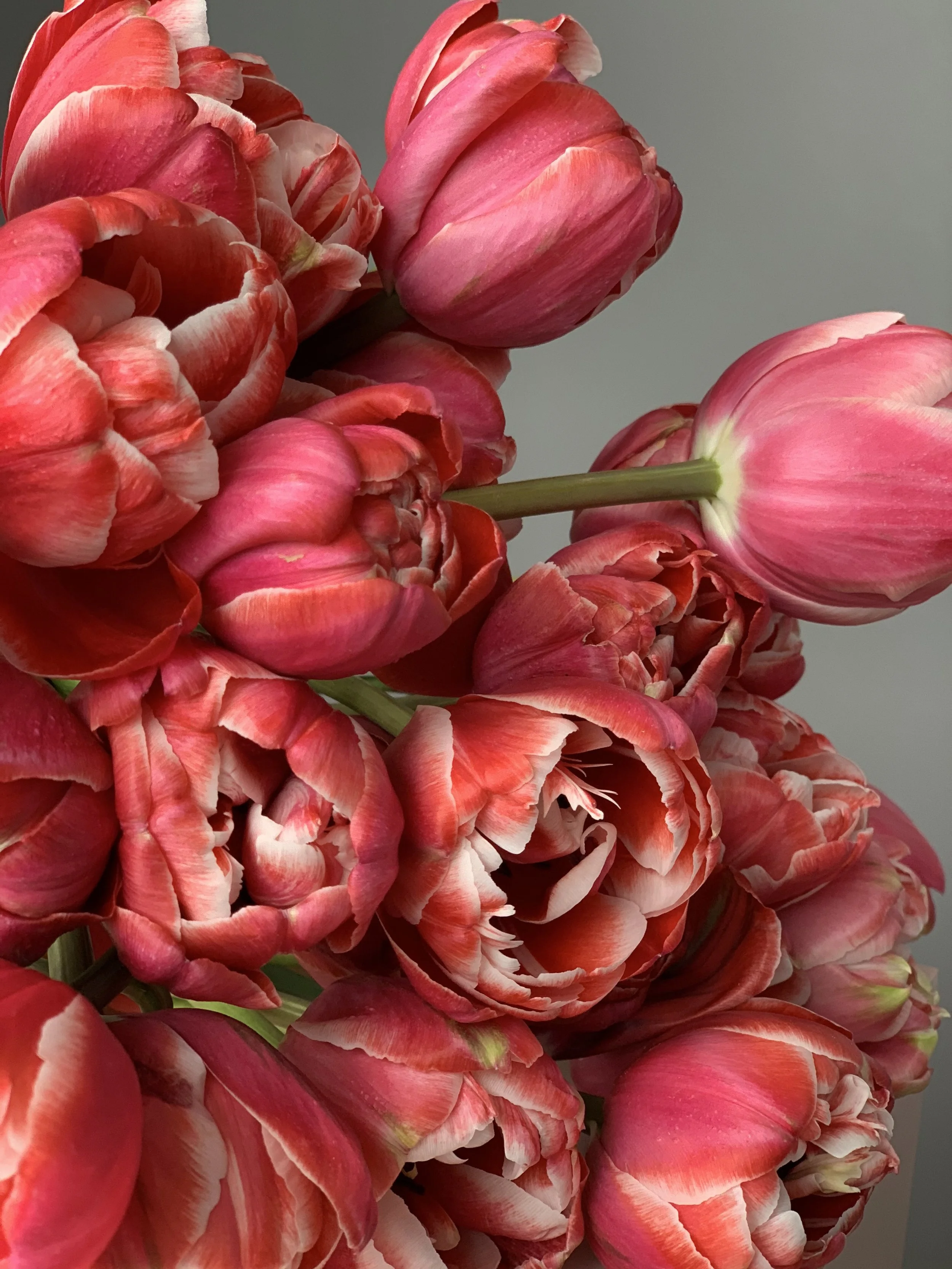 Tulip Mania (Like Hulk Mania but Tulips)