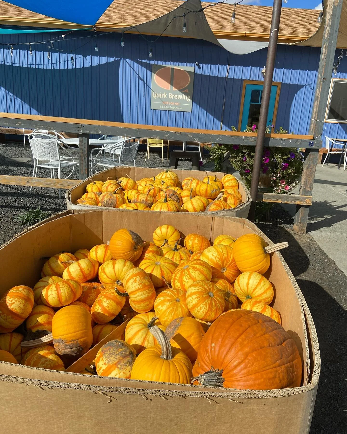 🎃Pumpkin Delivery 🚚 These pumpkins will be featured at harvest festival on Saturday! Will we see you there?