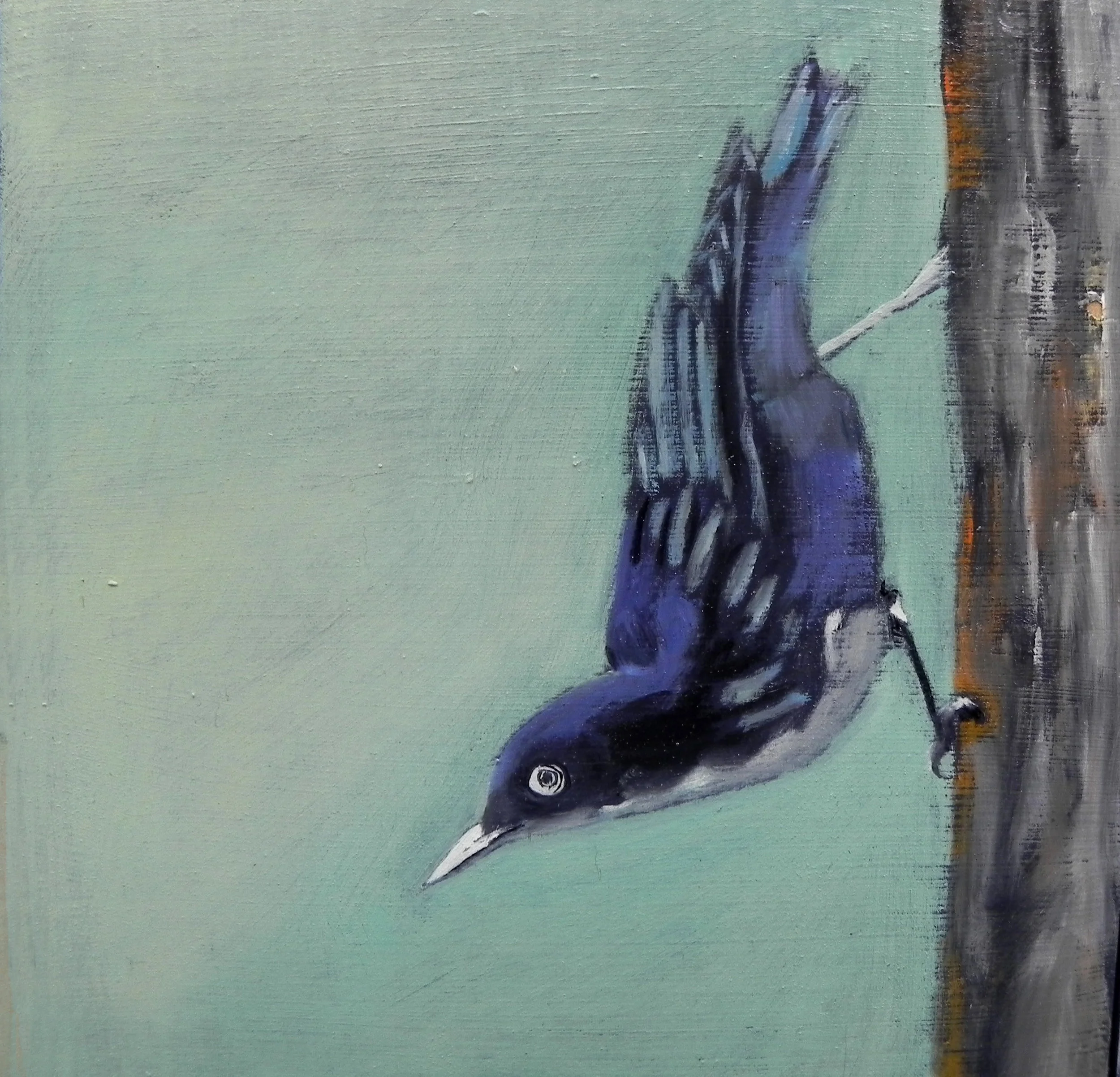 nuthatch 2a.jpg