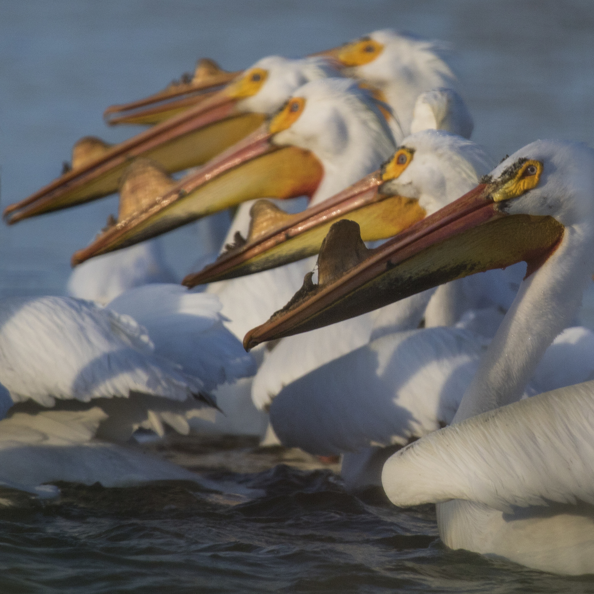 Pelicans In Early Morning Sunlight