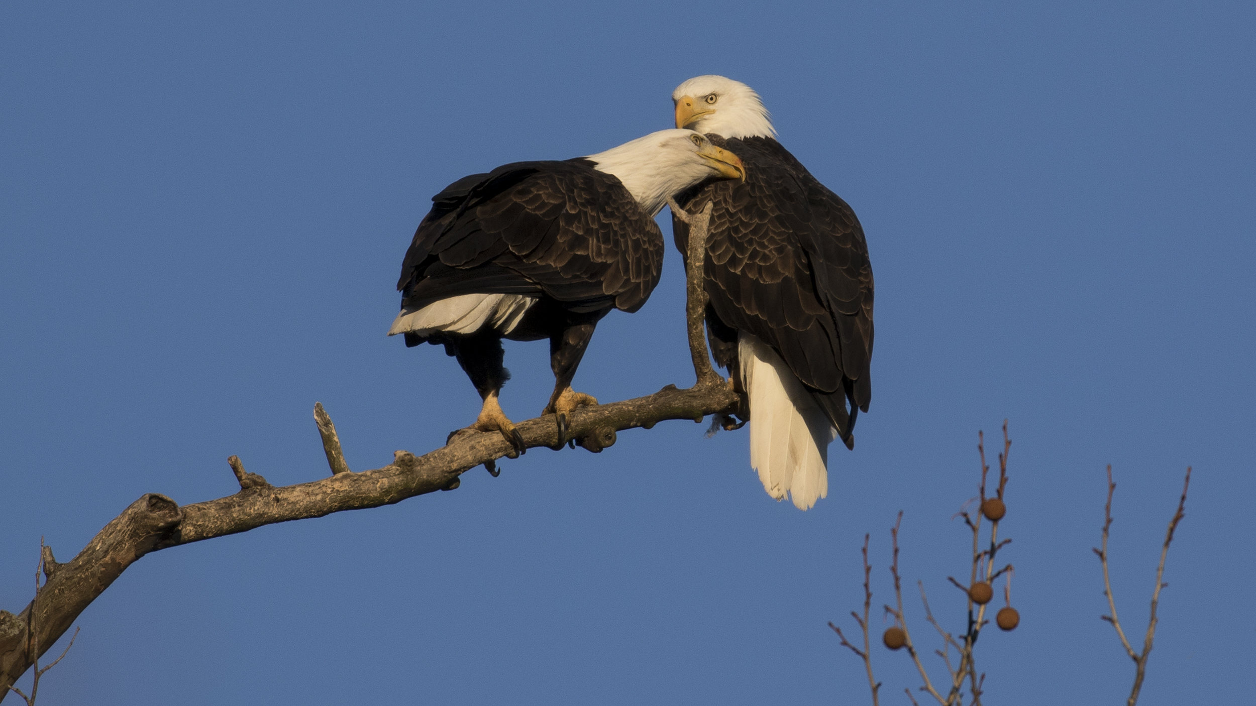 Bald Eagles