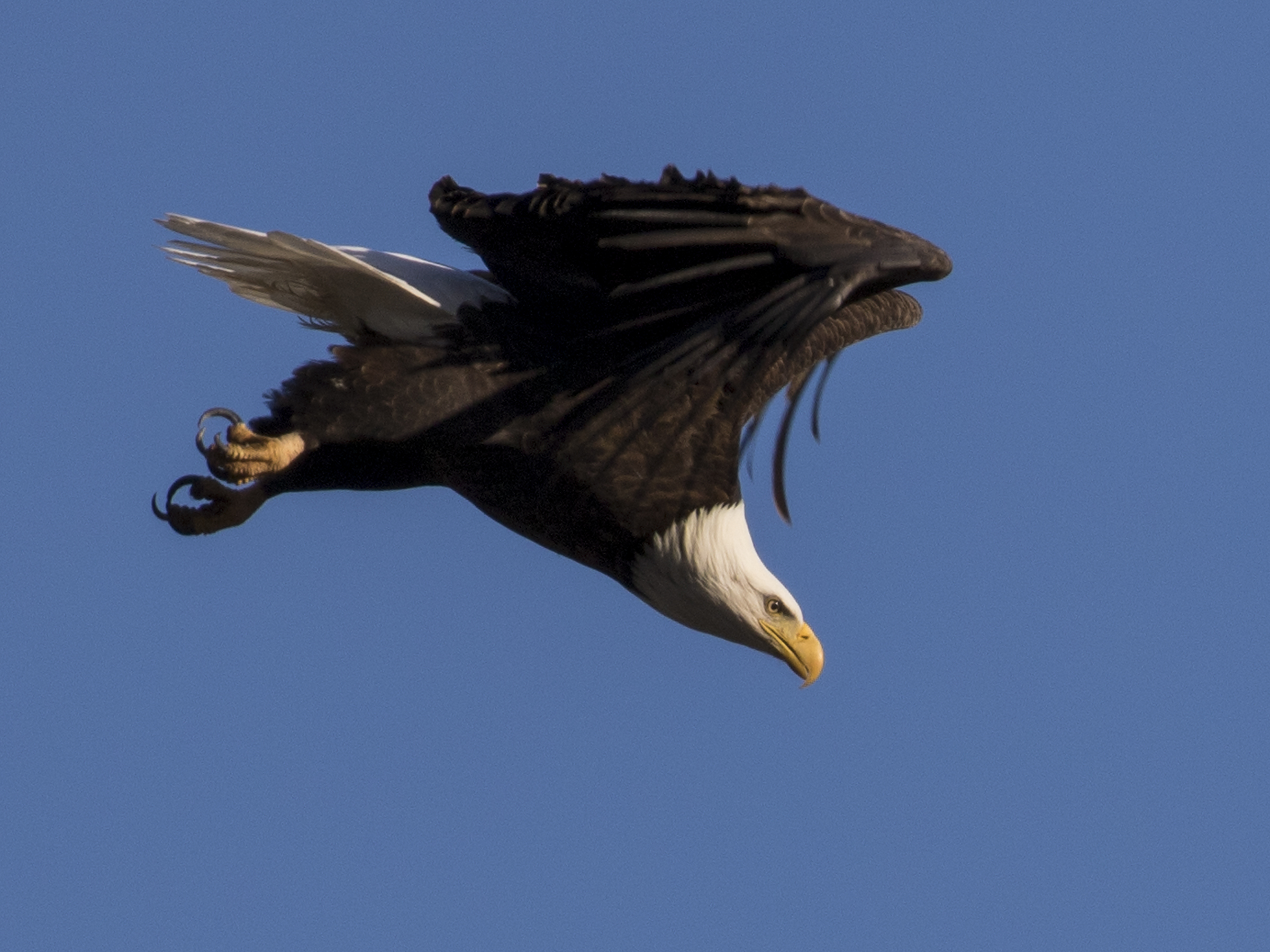 Bald Eagle Diving For Food