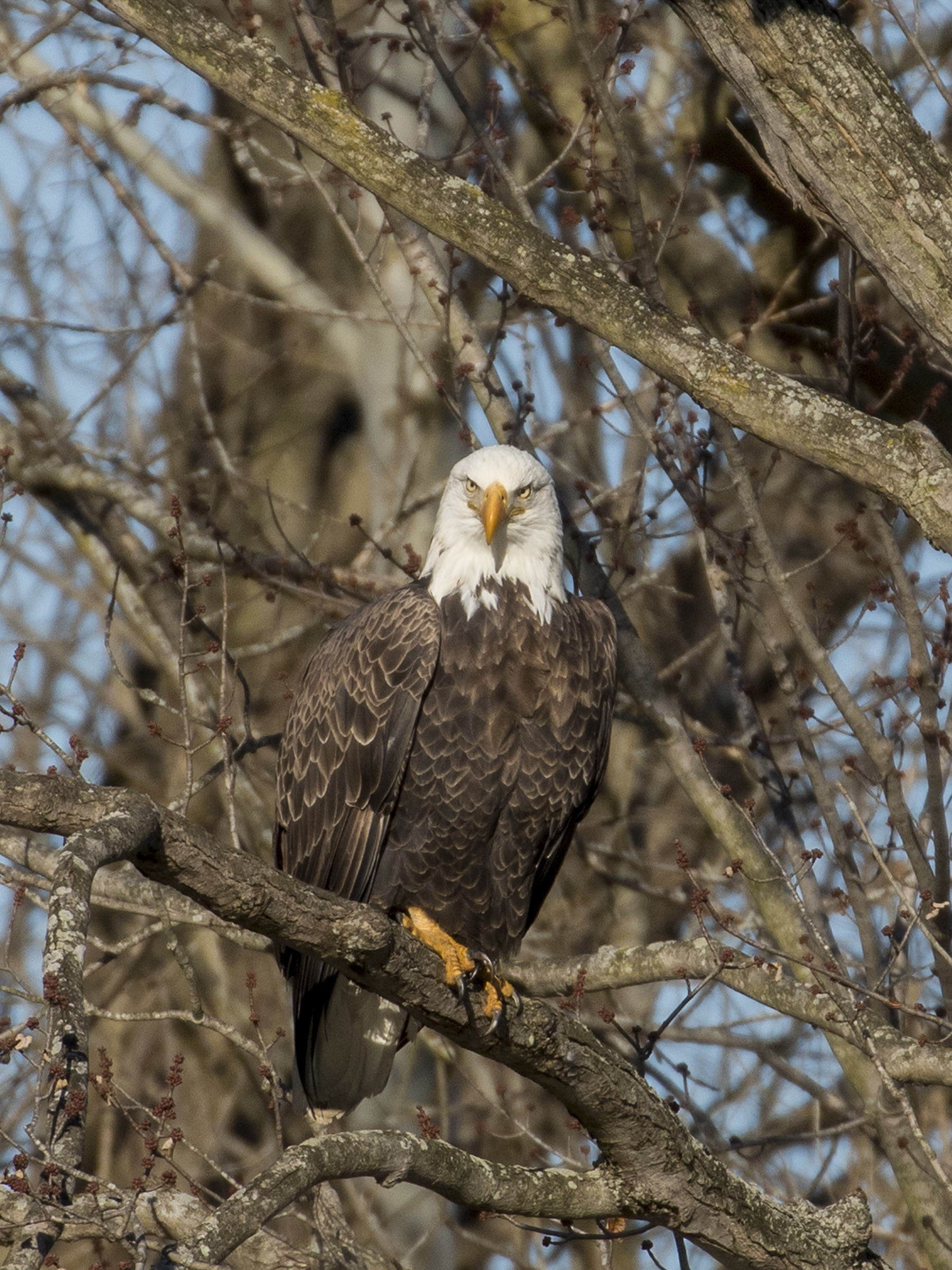 Bald Eagle