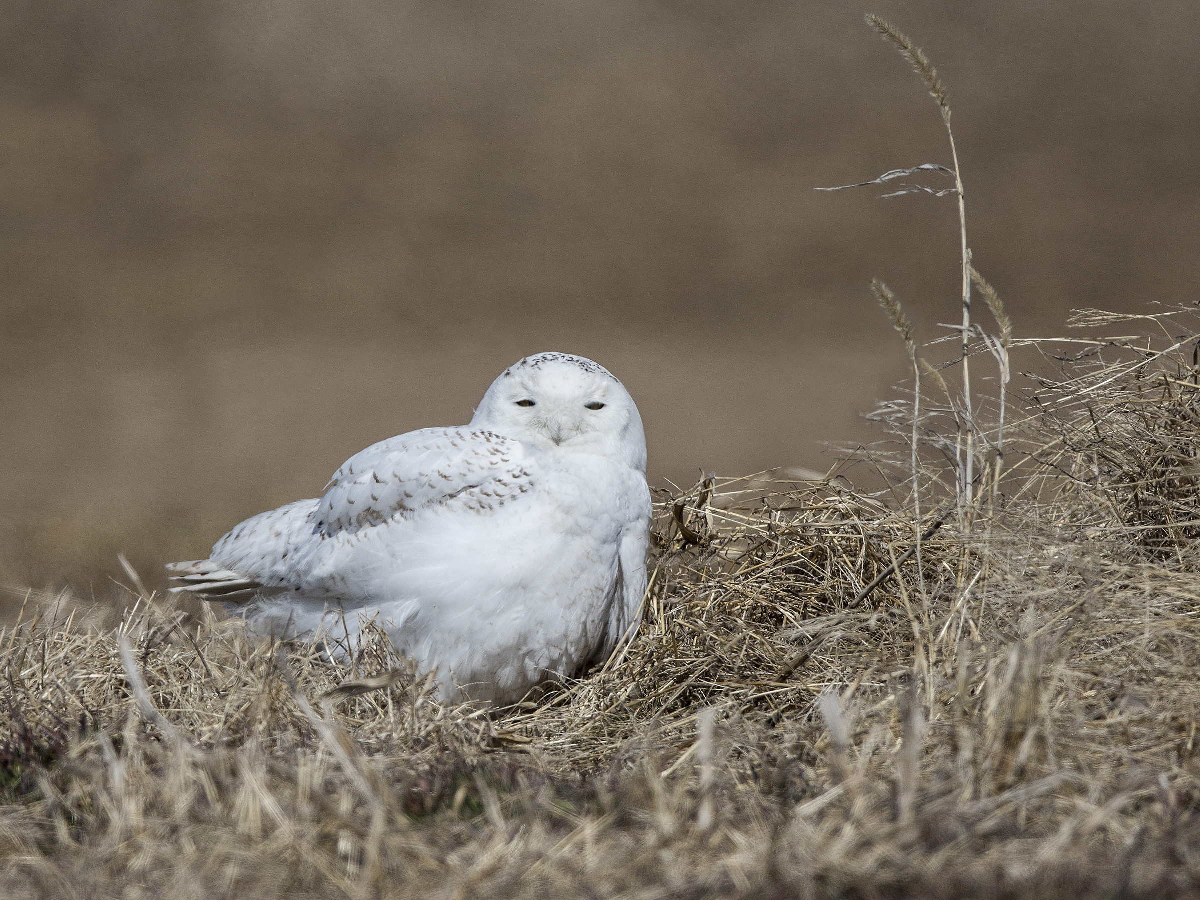 Snowy Owl