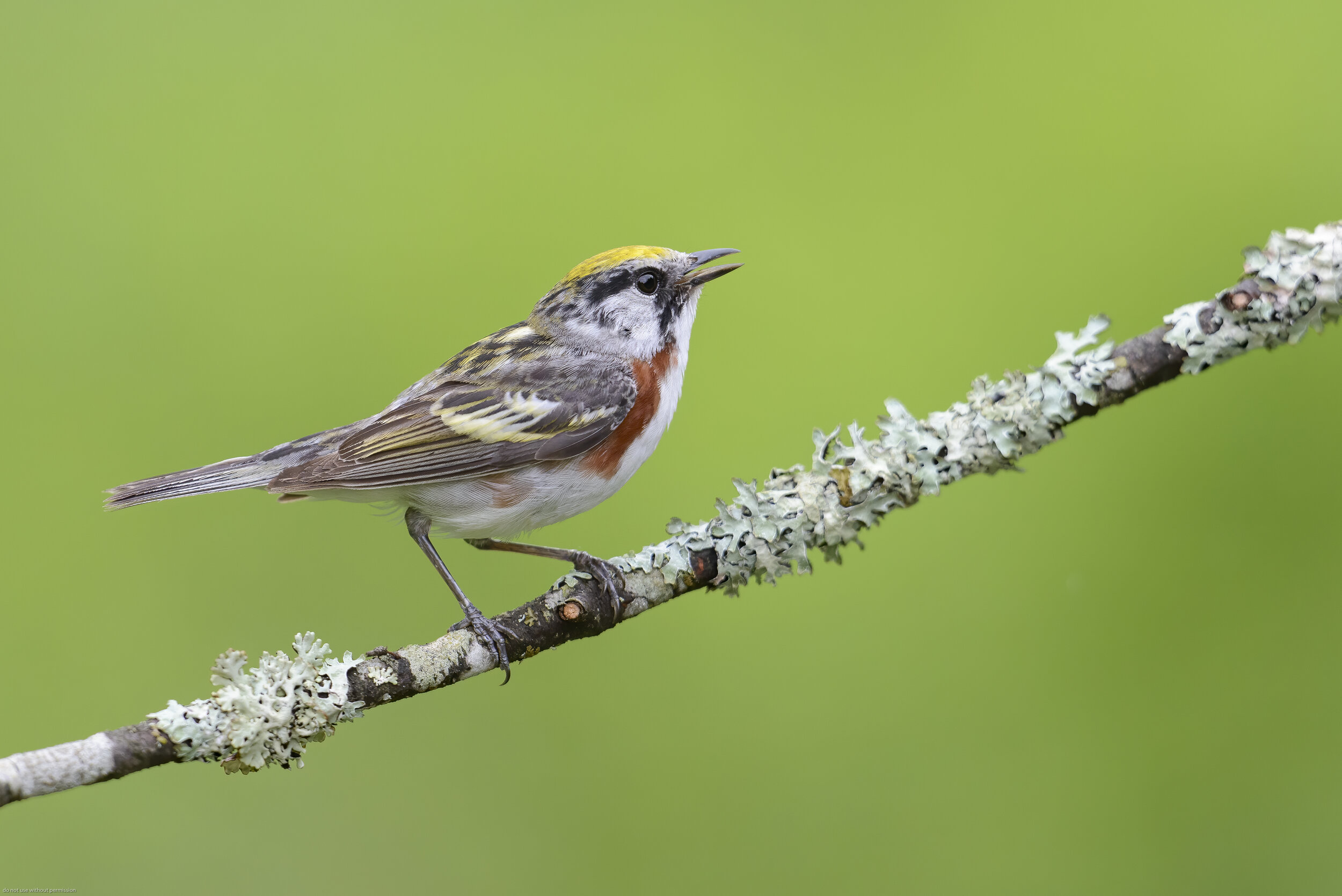 Chestnut-sided Warbler