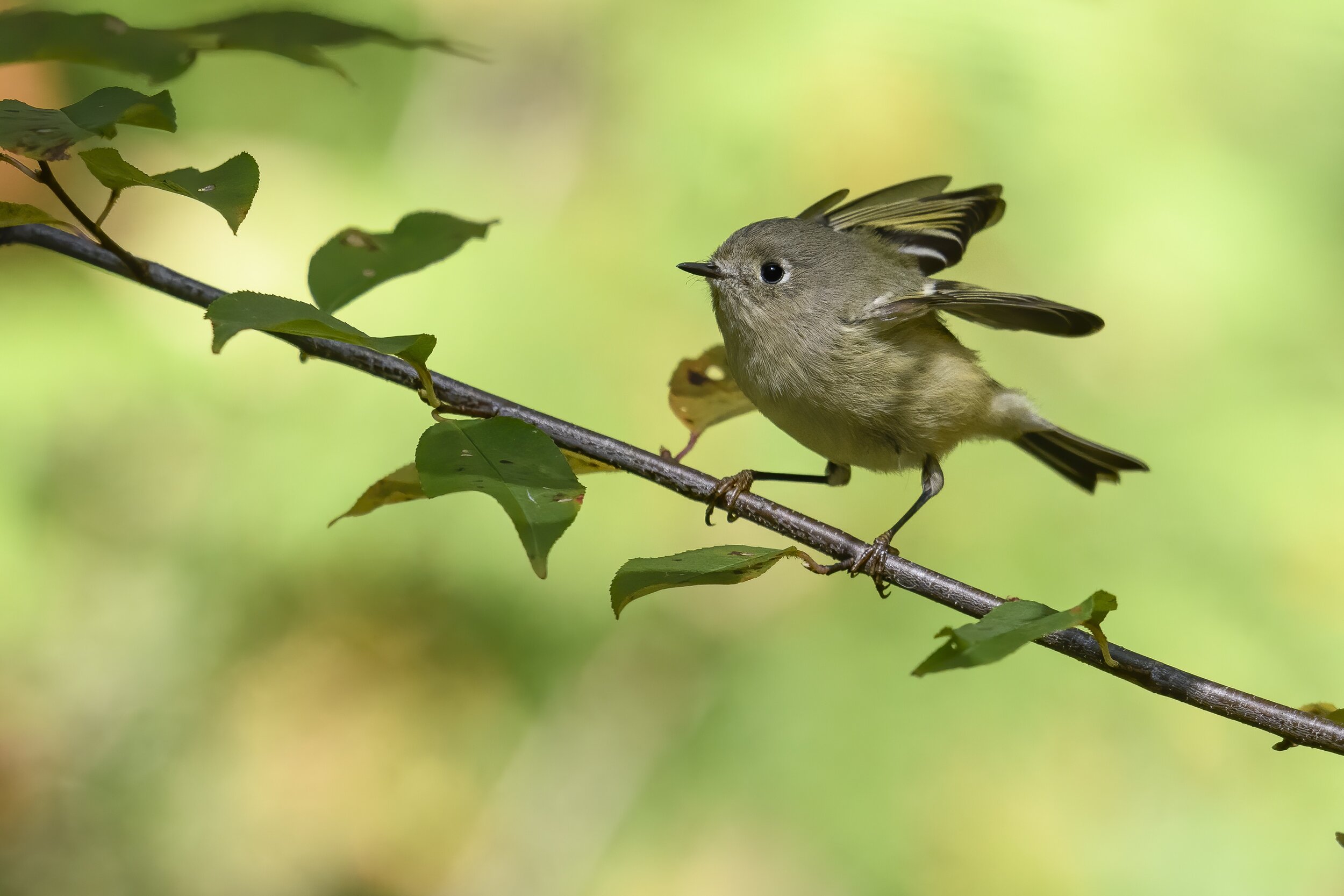 Ruby-Crowned Kinglet