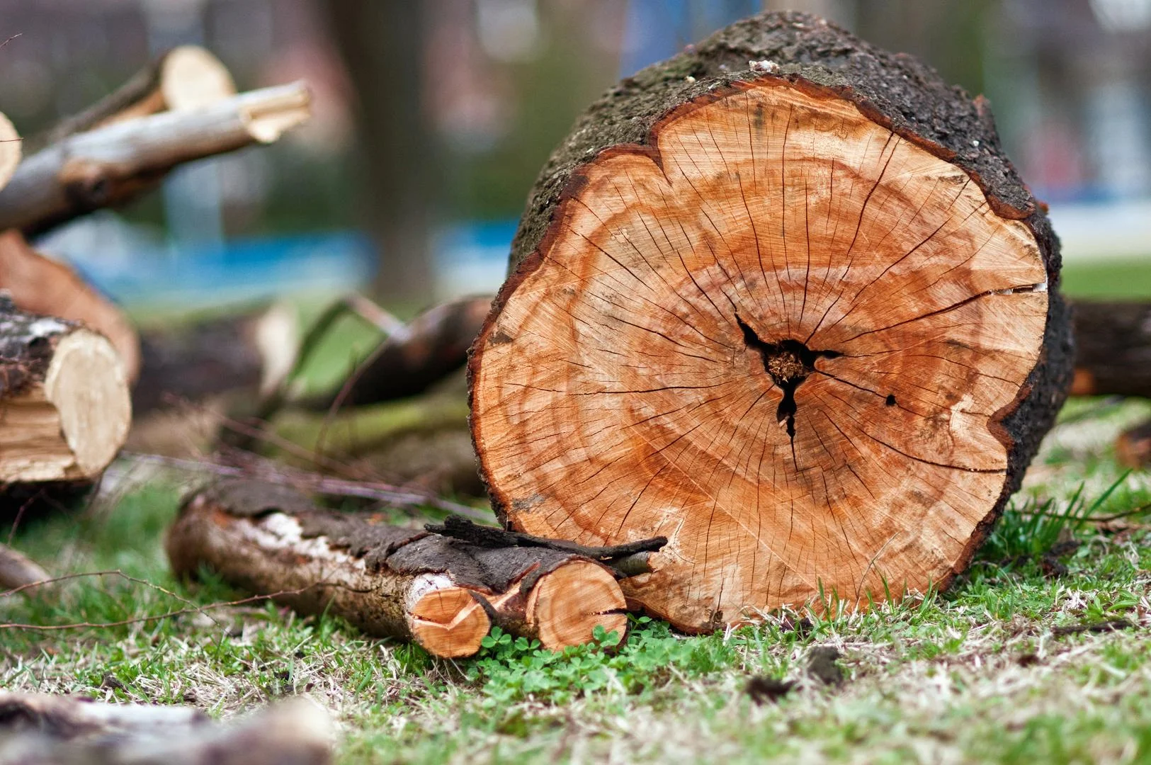 Walts Tree Service