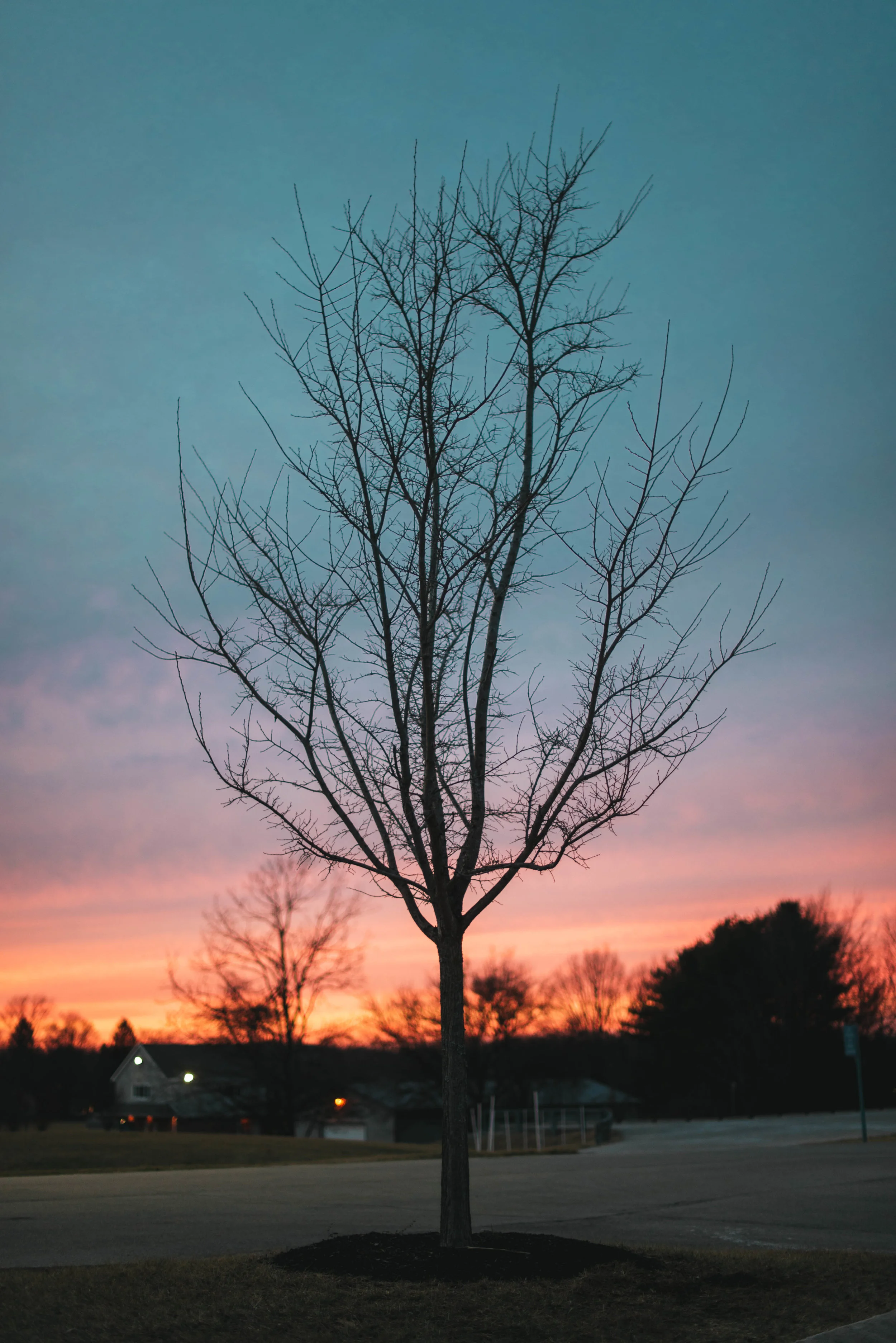 Sharper Sunset Tree - High Res-1.jpg