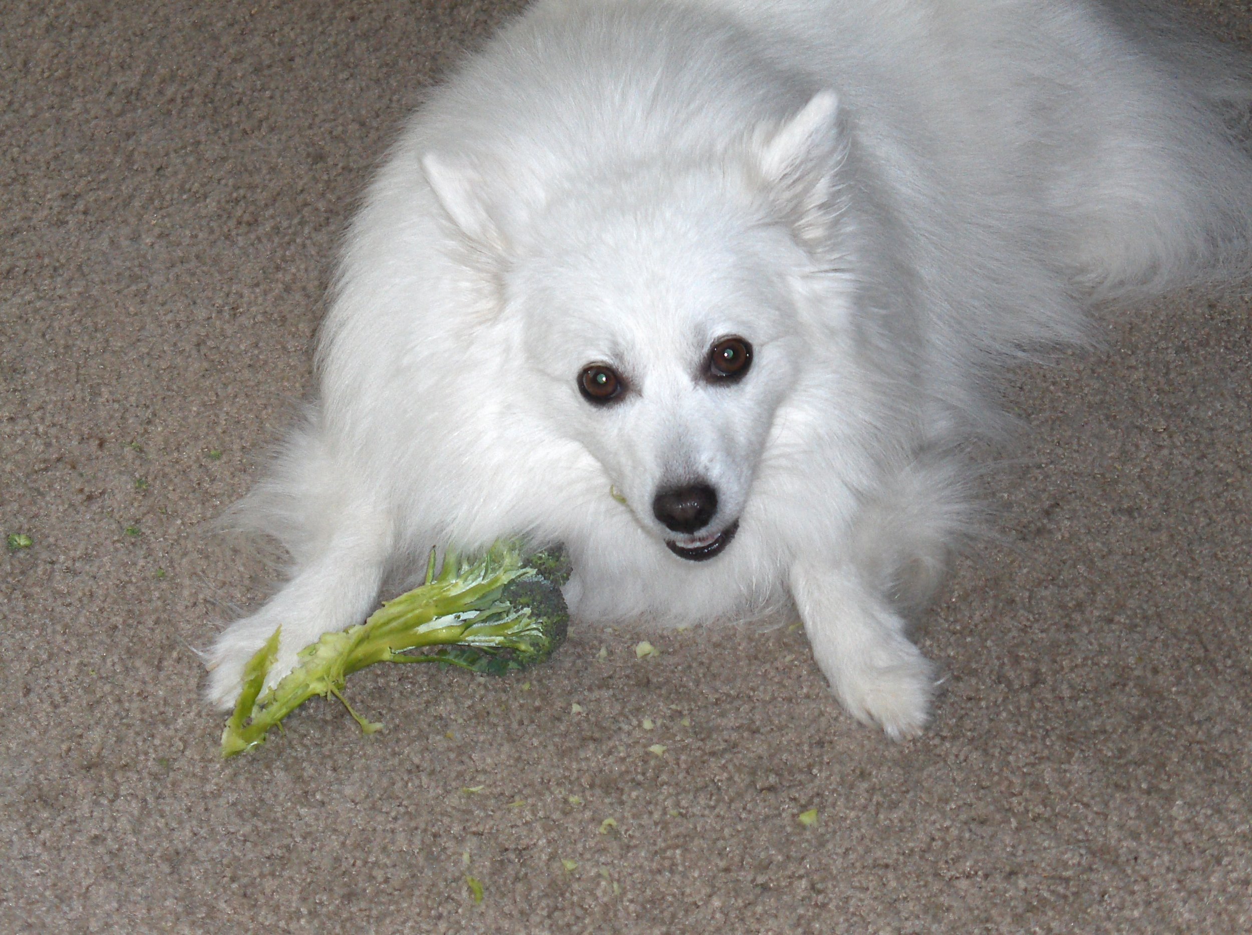 Mourning Broccoli