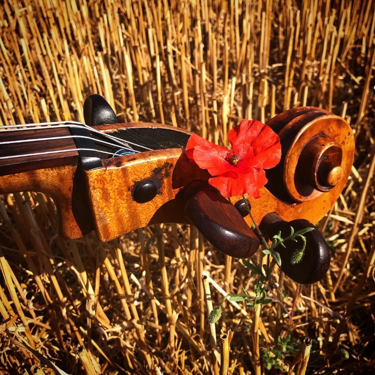 Poppies in the Somme