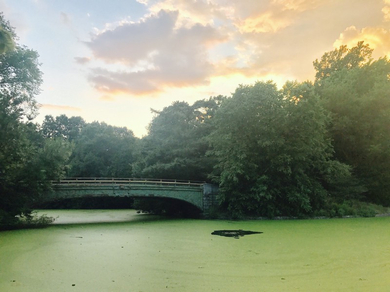 algae bloom, Prospect Park, Brooklyn