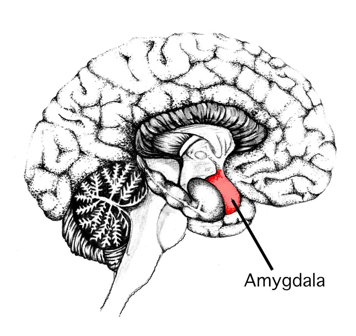 The amygdala, the part of the limbic system which is responsible for processing our emotions.