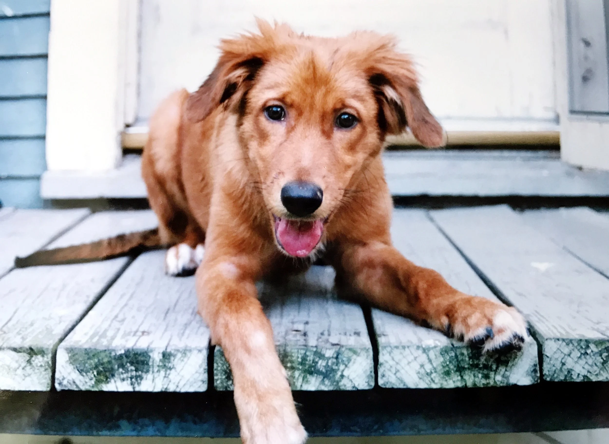 Romeo, 6 months old