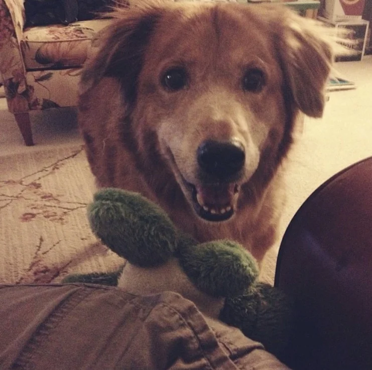 Oh, THE frog! I bought Romeo a few toys over the years, but there remained one constant: a squeaky frog! I'm pretty sure we owned close to 10 throughout the years. I wash one until it split open in one spot or another and then I'd give him a new one. The store that sold them discontinued the toy a few years ago, so I bought the last three the store had and rationed them out over the last few years.