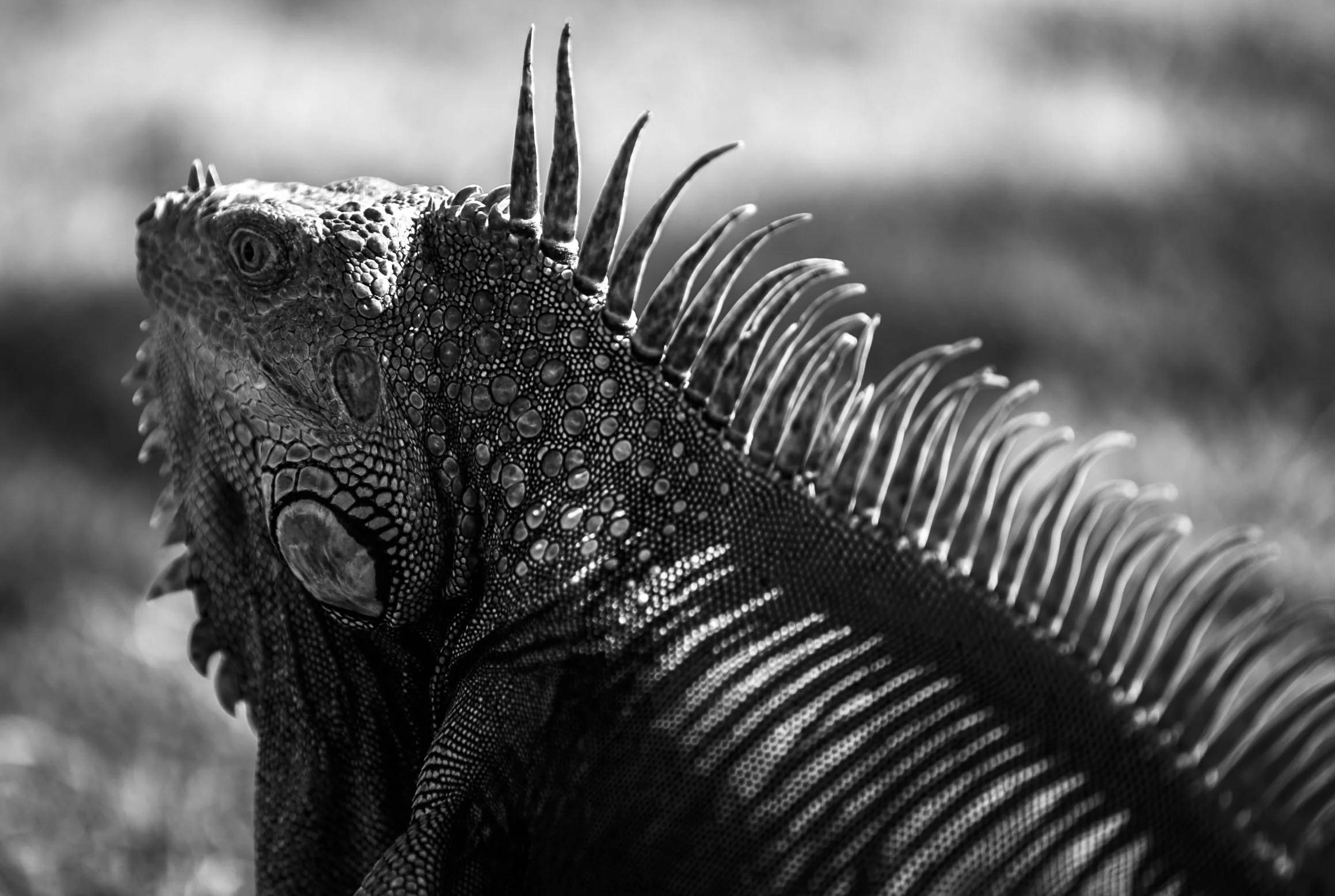 Iguana Shadows.jpg