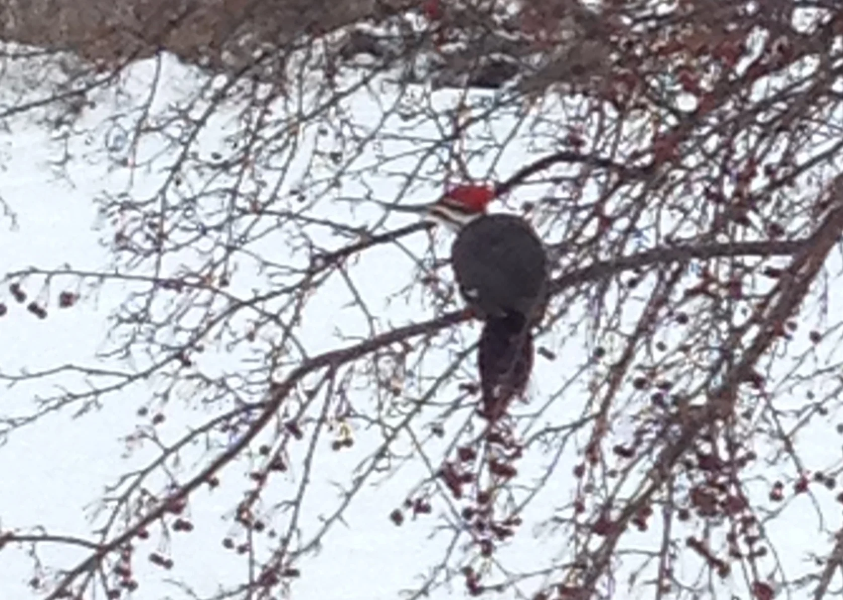 Maine Pileated Woodpecker... the largest