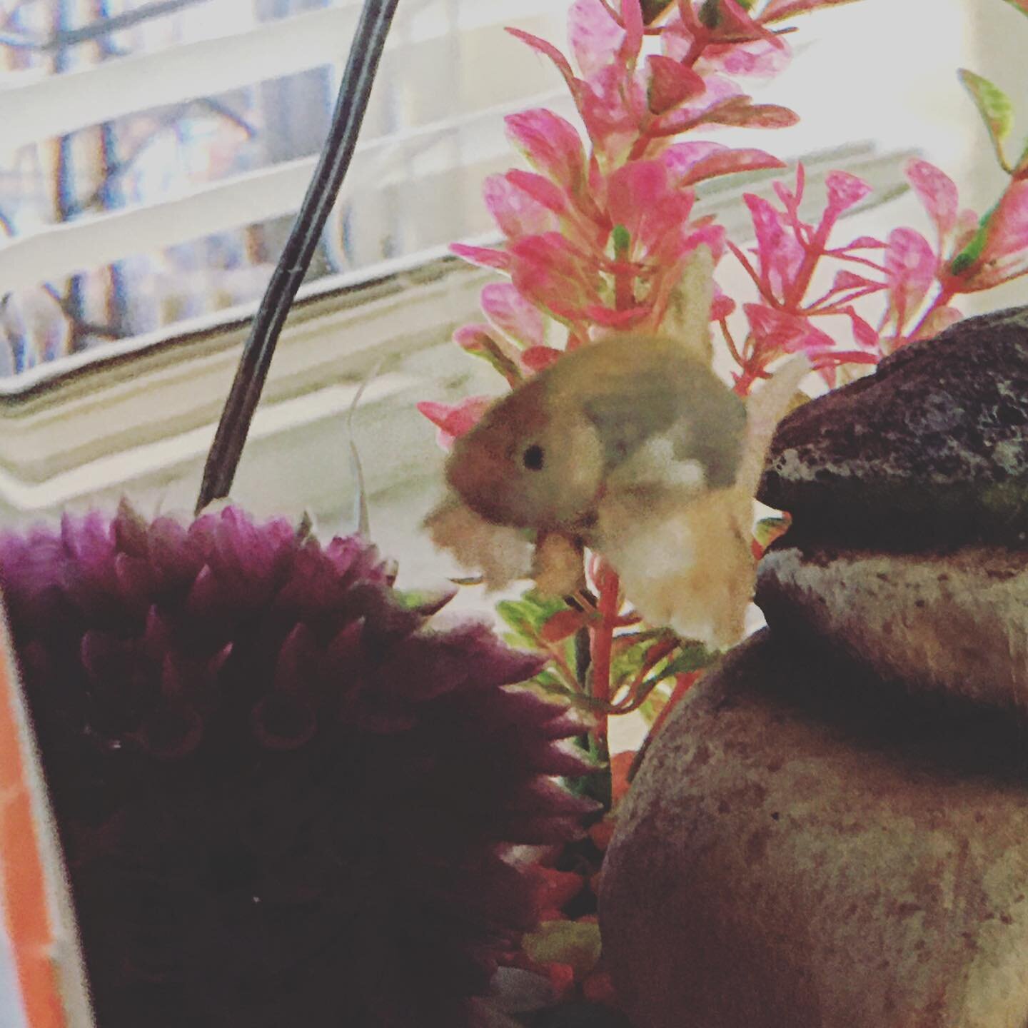 It&rsquo;s been a week since Po- Goldie swam to fishie heaven😥 Creatures great or small it&rsquo;s never easy for me to have one cross over. This little  one will be terribly missed. Known to be the socialite he really was quite the seapup always th