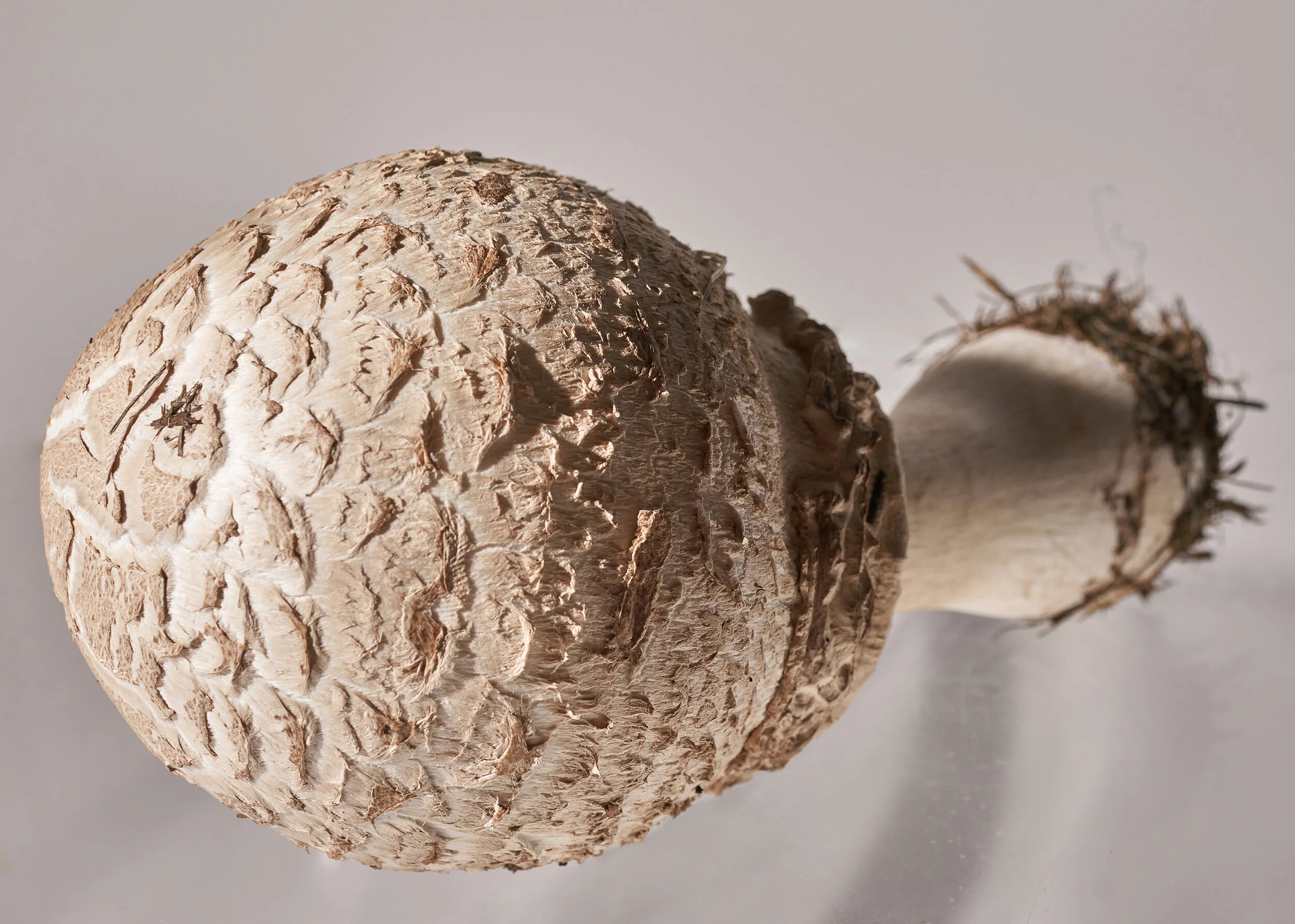Mushroom_Aug 01 2020__DSC1558_WEB.jpg