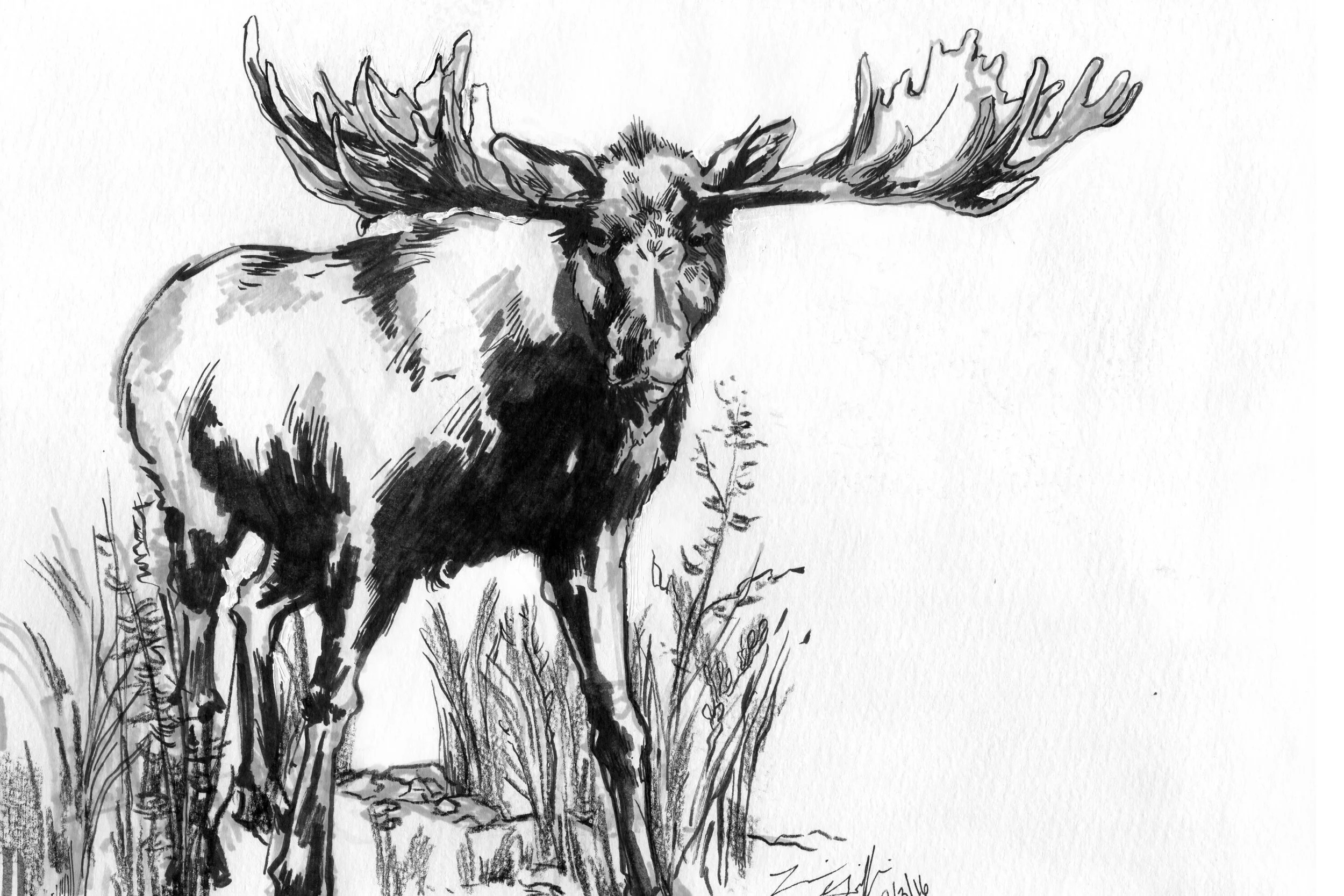 GriffinSketch1.jpg