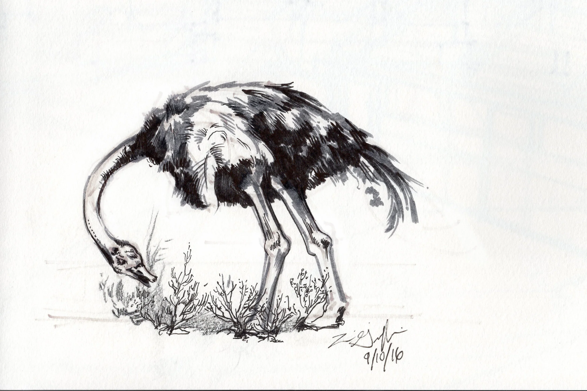 Griffinsketch3.jpg