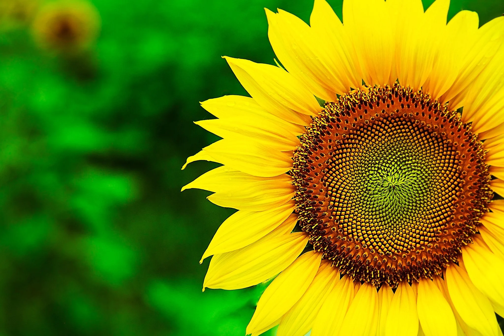 2048x1365-1867638-sunflower__10.jpg