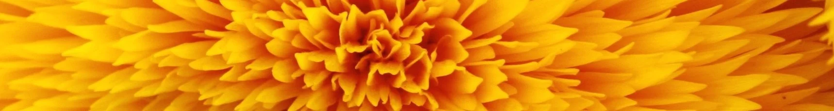 What We Really Know (About Mindfulness)