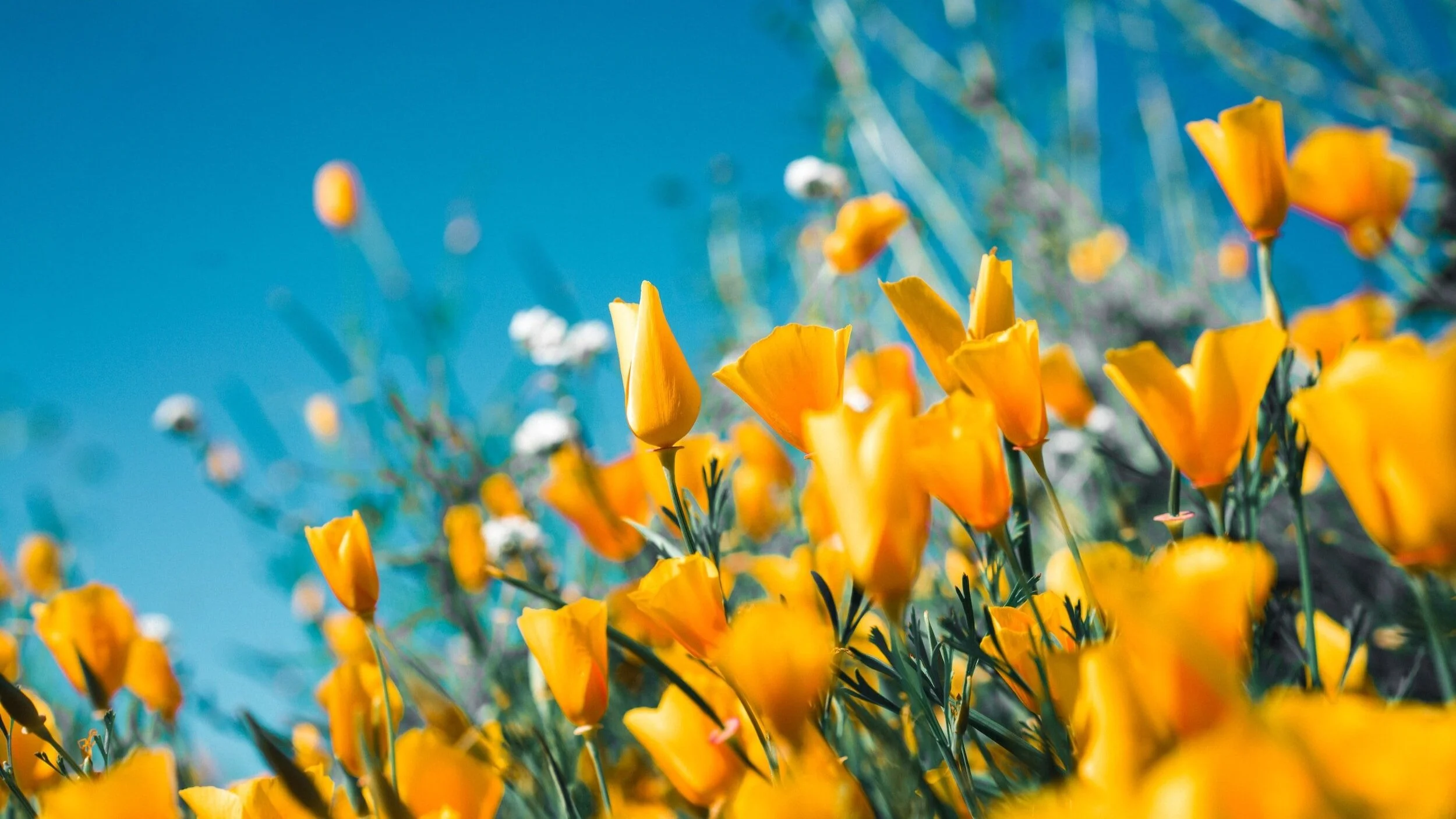 Cultivating Kindness