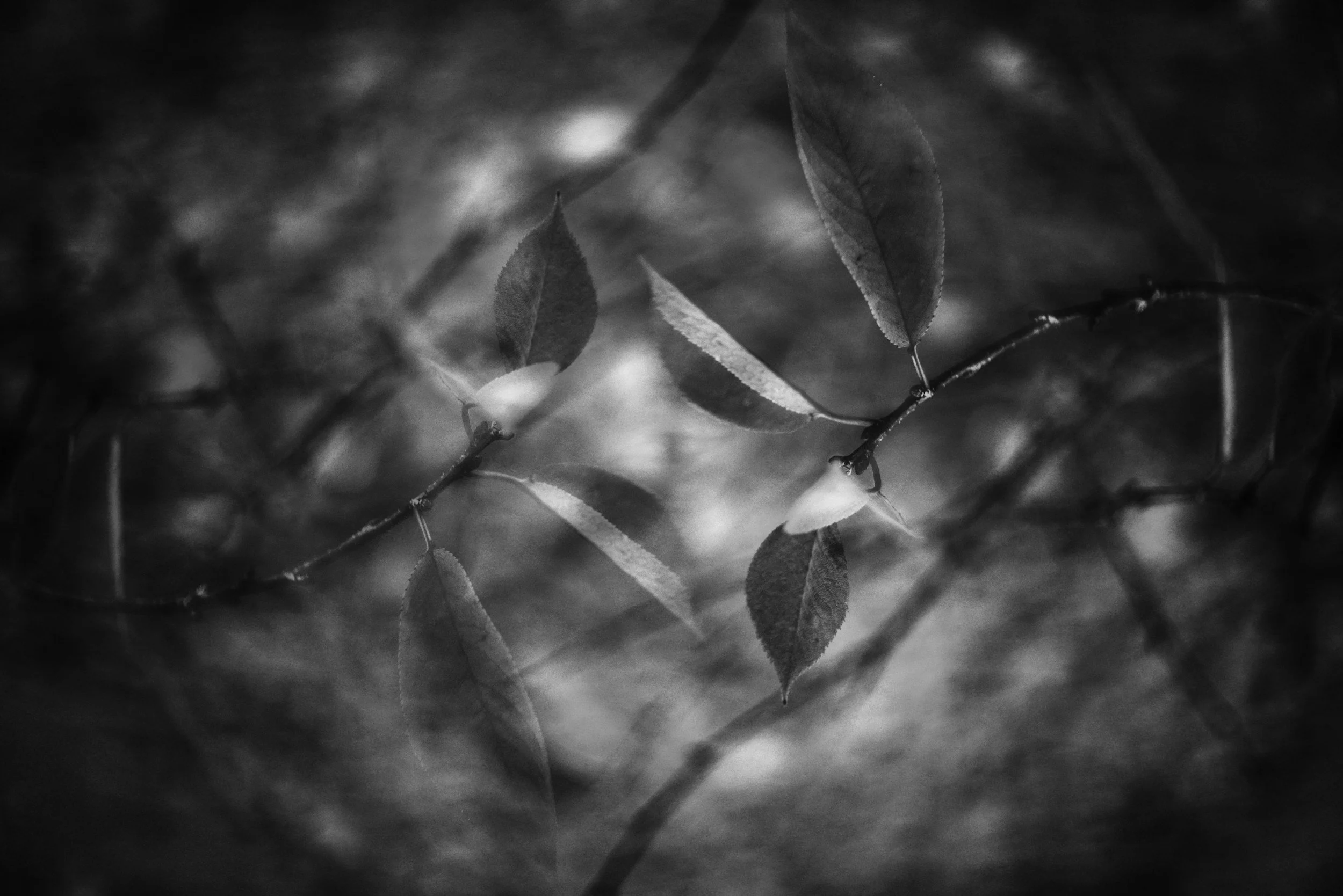 Practicing Dependent Origination: The Heart of the Buddha’s Awakening