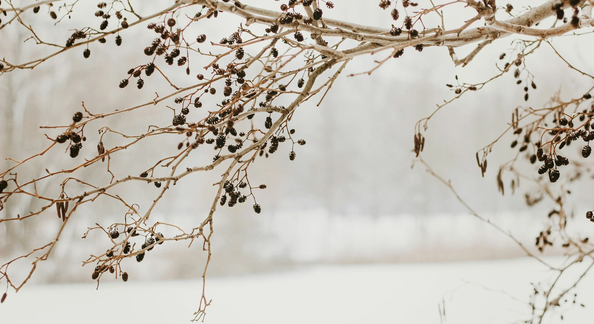 New Year's Insight Meditation Retreat at Spirit Rock