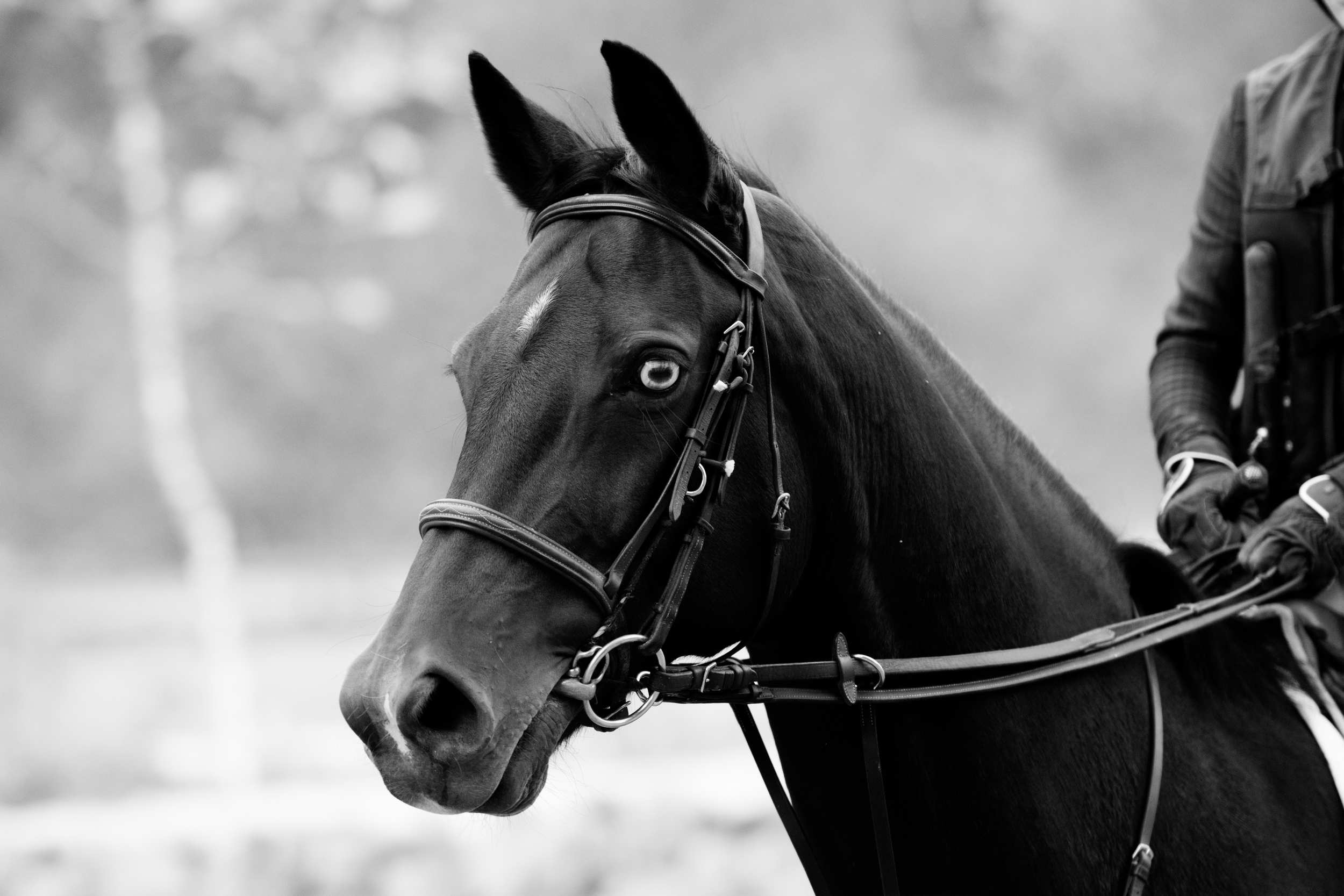 DSC_3466Feather I.jpg