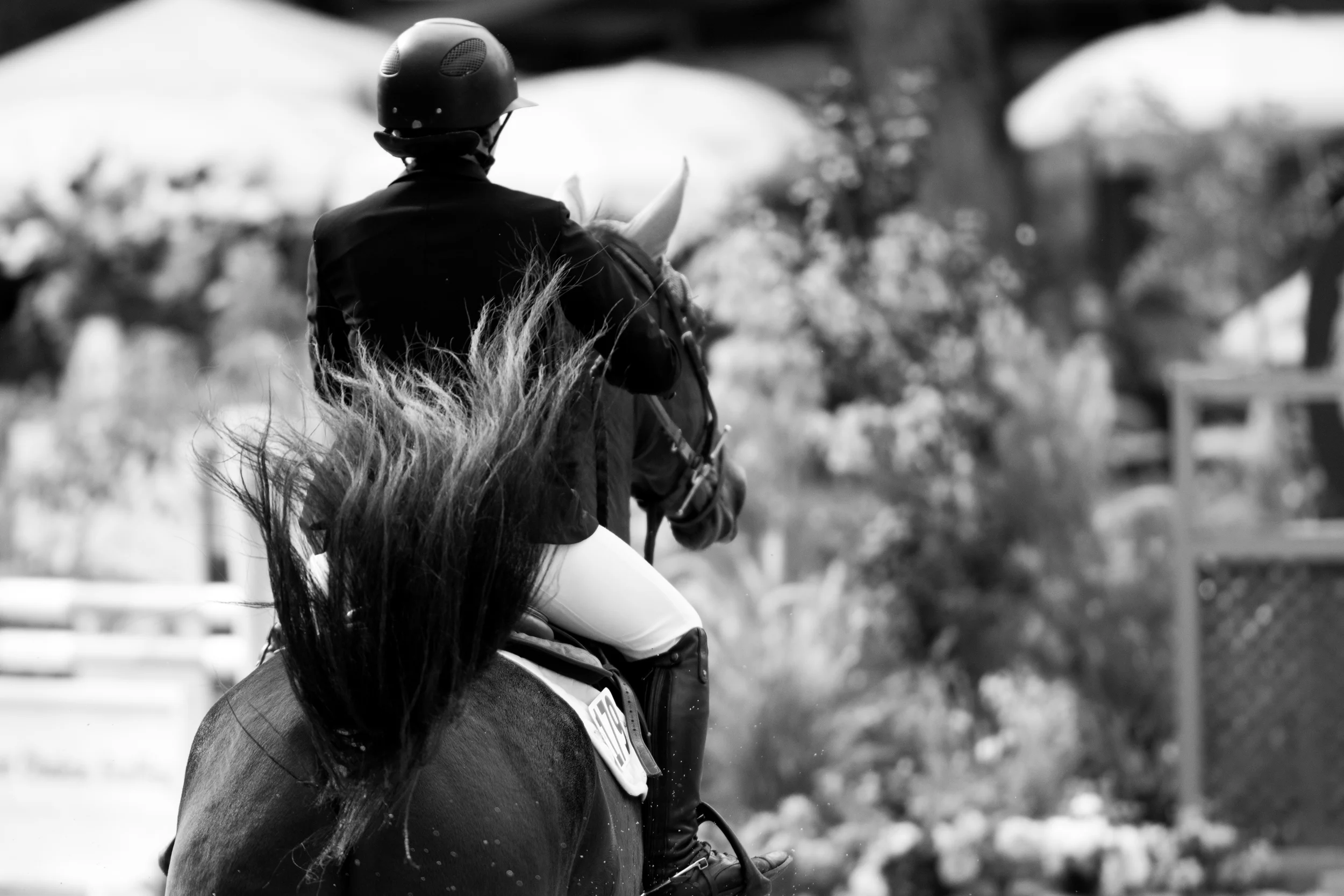 DSC_3422Feather I.jpg