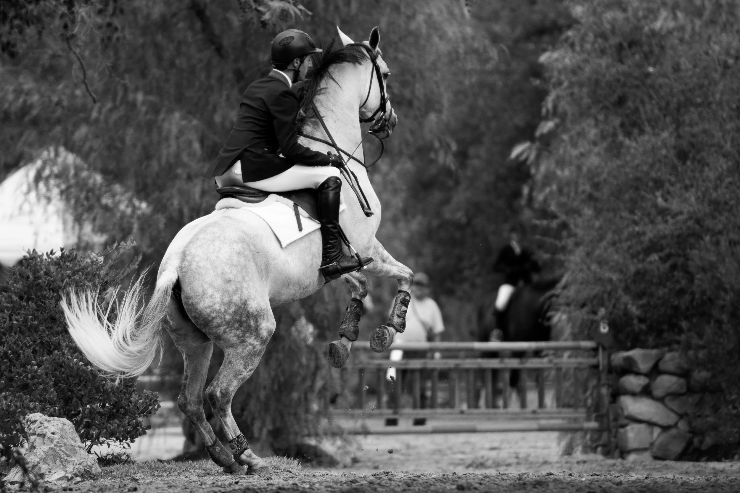 DSC_3541Feather I.jpg