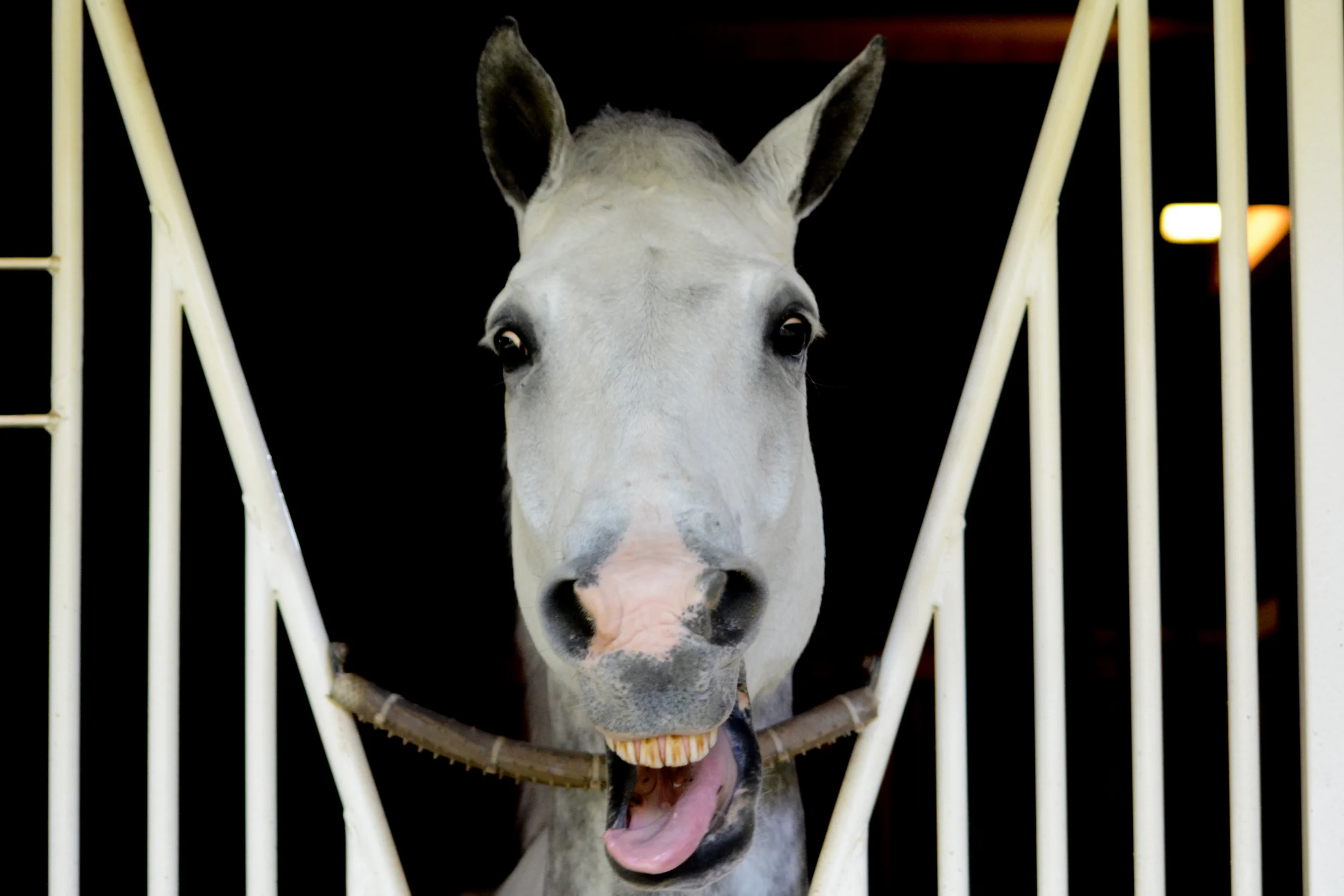DSC_8278Feather I.jpg
