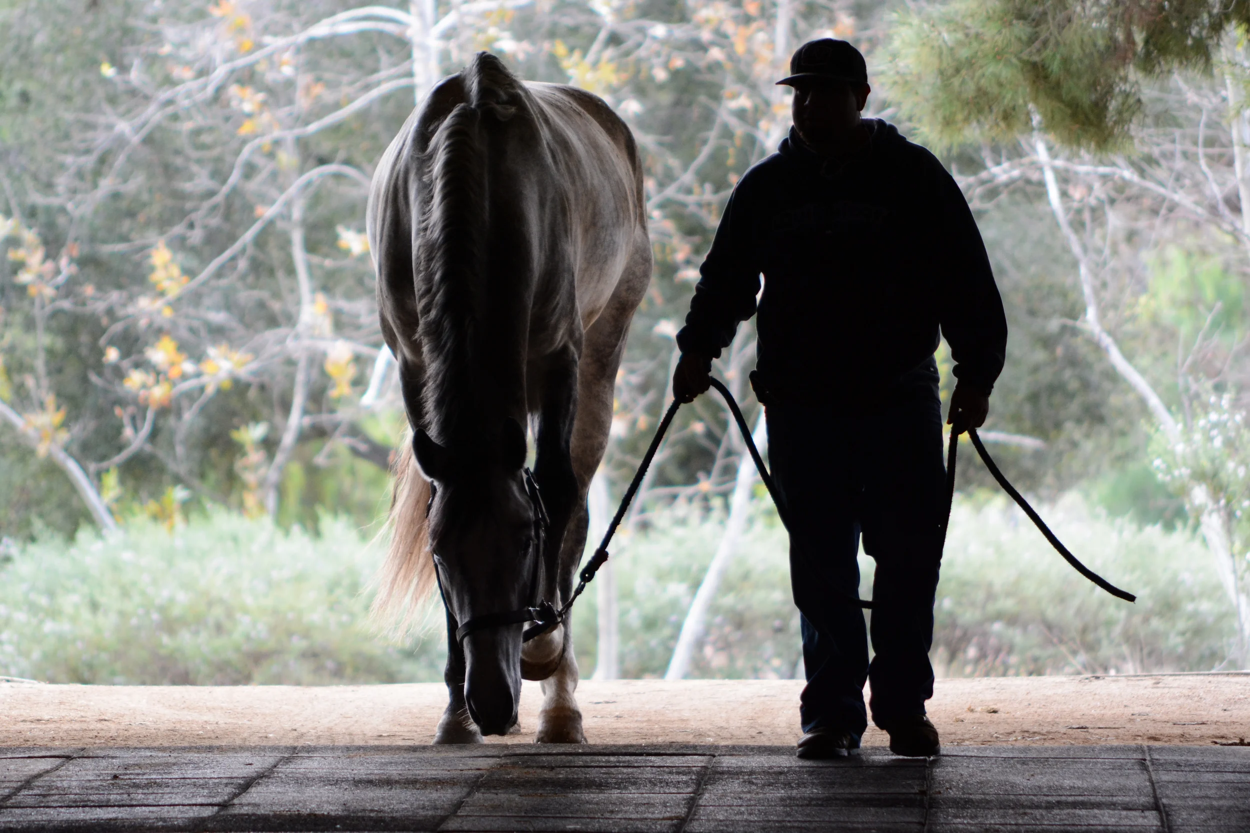 DSC_8215Feather I.jpg