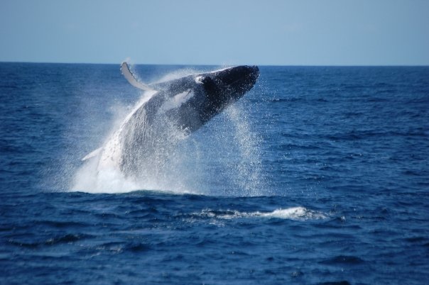 Whale.jpg