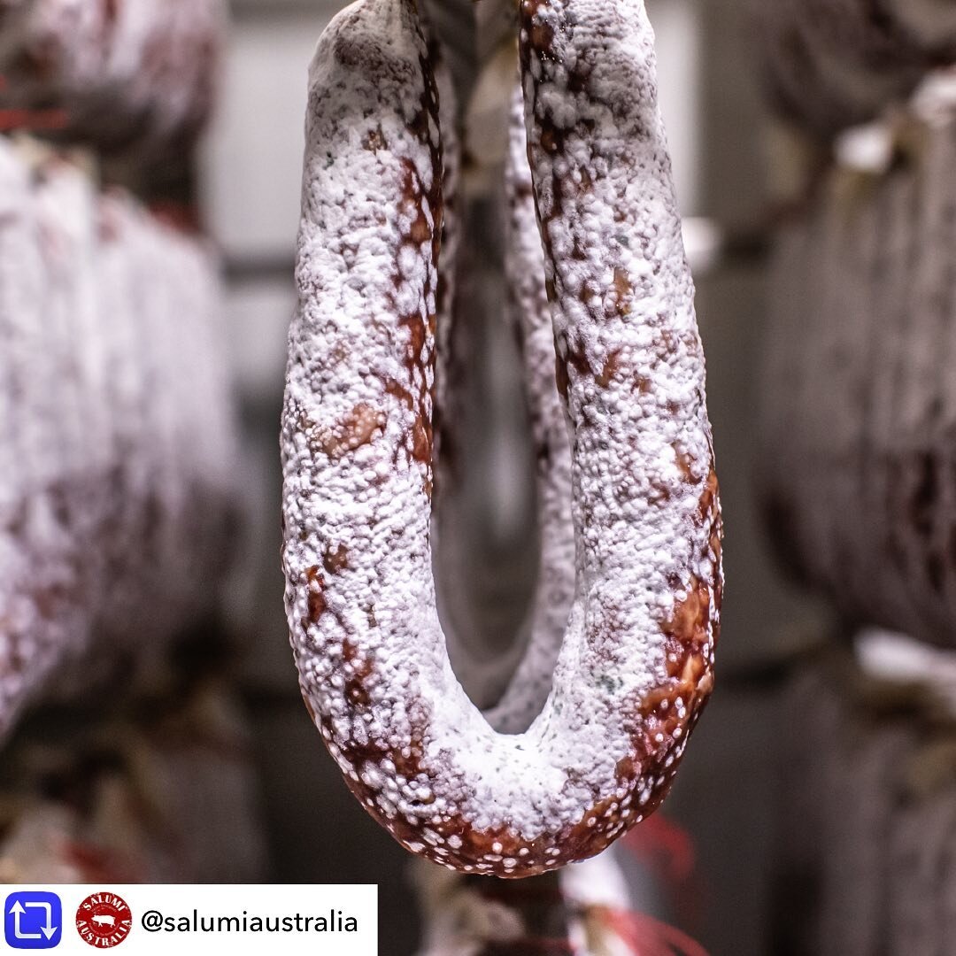Mould glorious mould #salsicciasarda Repost from @salumiaustralia using repost_now_app - Let's talk mould. The mould on the outside of salami is naturally occurring, sprouting when it's hanging in the dry rooms post-fermentation. It's a triple whammy