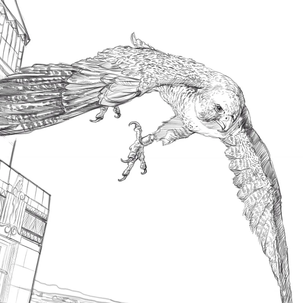 Pencil sketch of the male falcon.