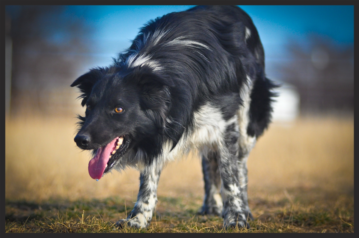 border collie trained for sale