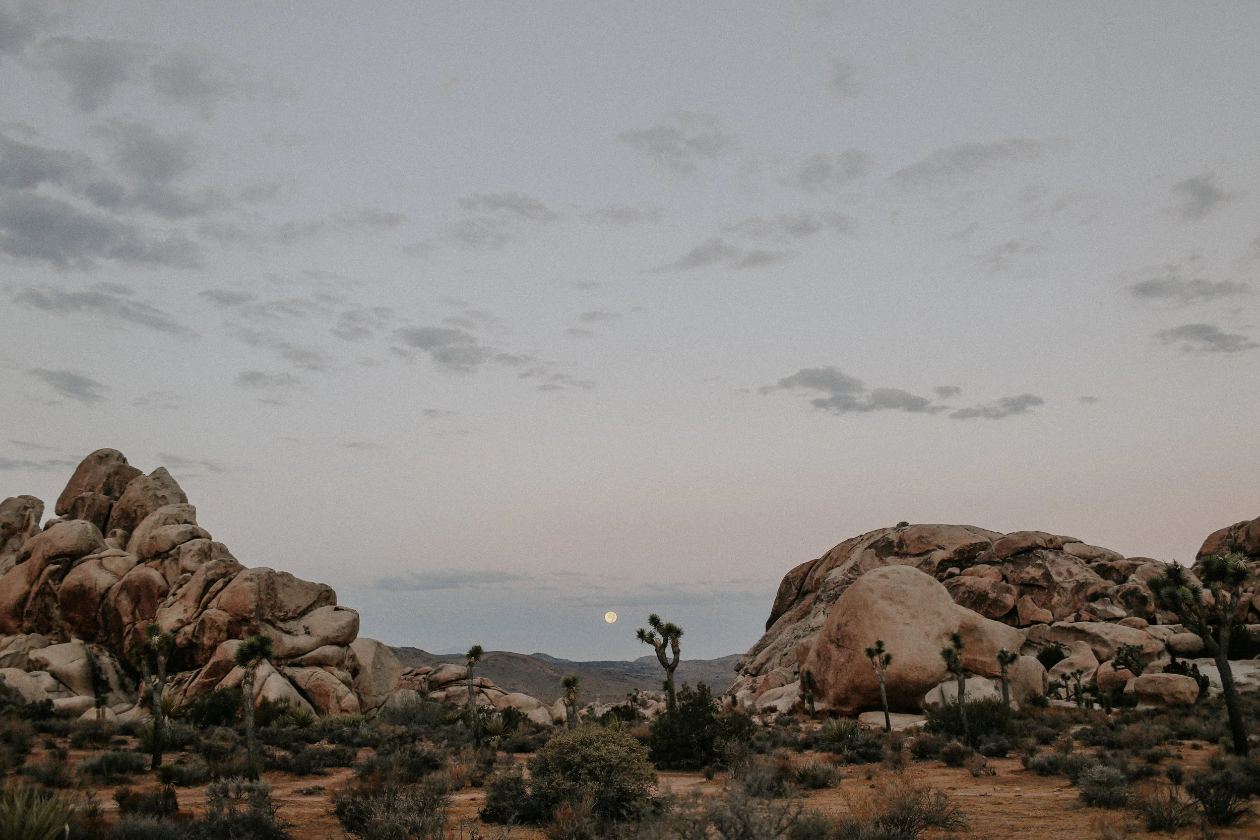 Joshua Tree | Melissa Marshall Photography | melissamarshall.co