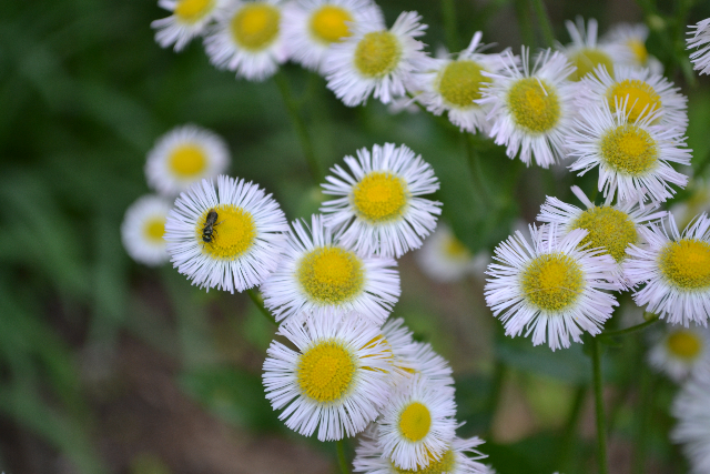 DSC_0217.jpg