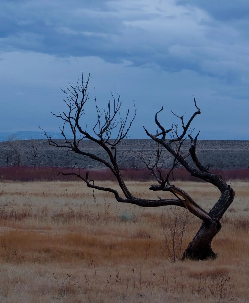  Photo of a burned twisted tree in a fields of grass in beige, browns, and reds. There is a band of reddish brown plants on the horizon and the sky is dark blue and cloudy. 