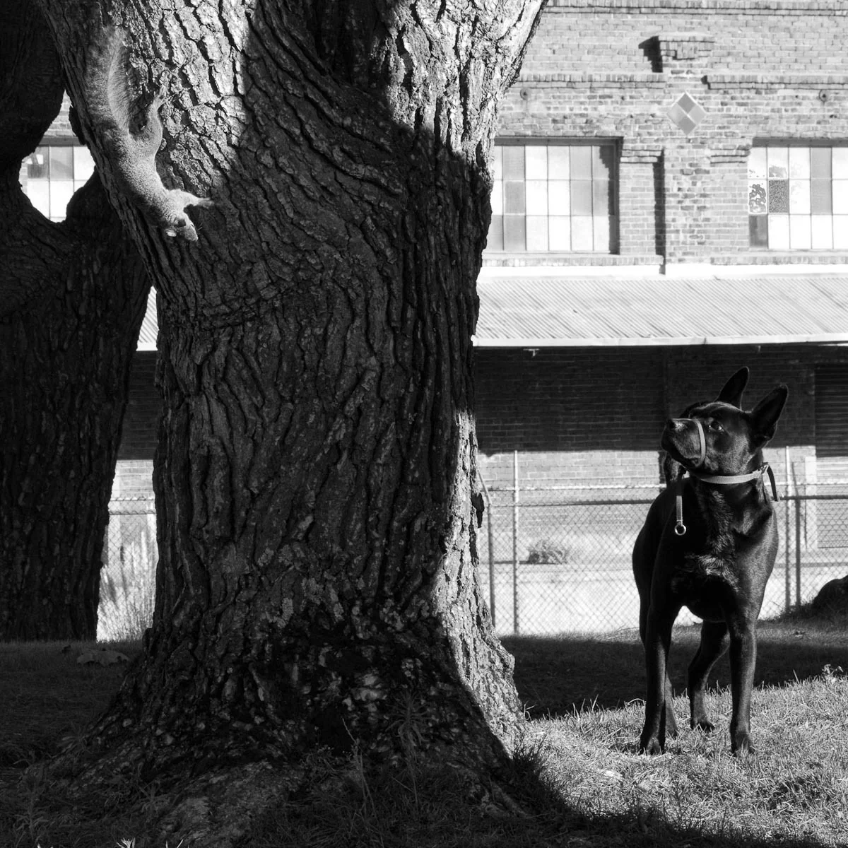 sofi and the squirrel