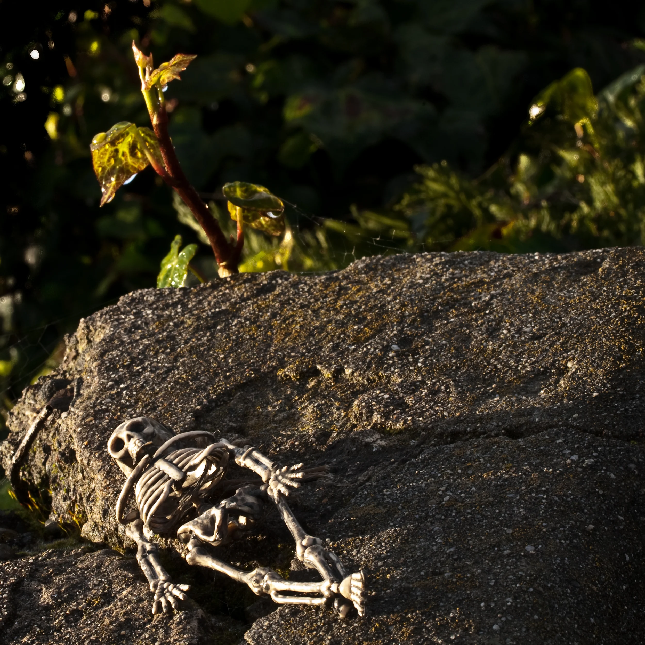 Mr. Bones went sunbathing