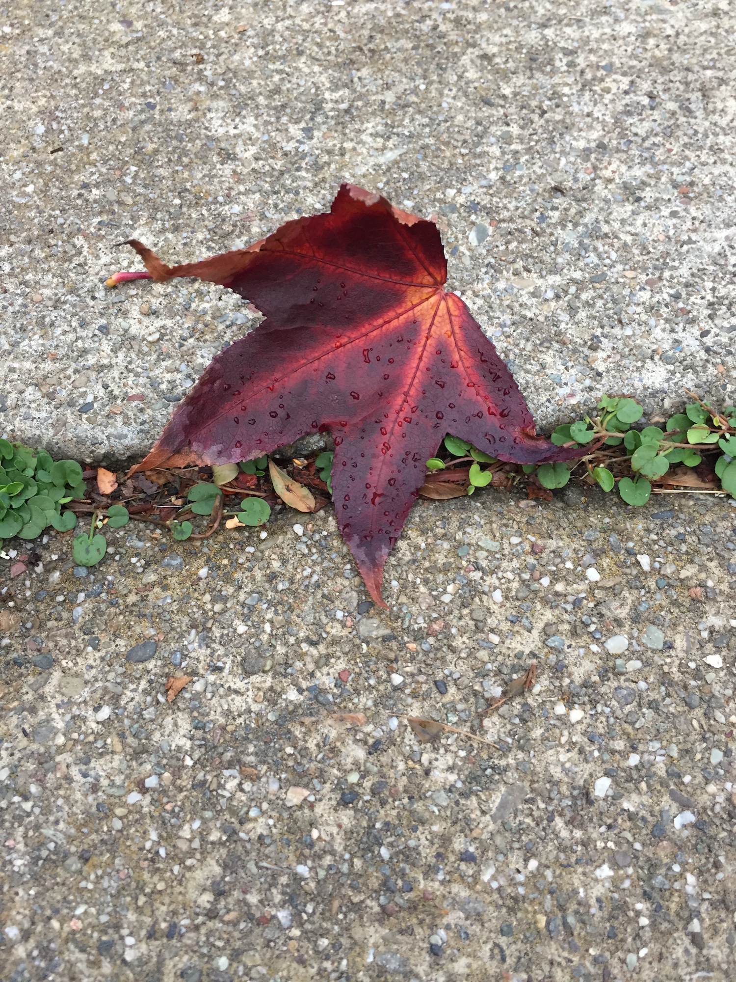 metal leaf.jpeg