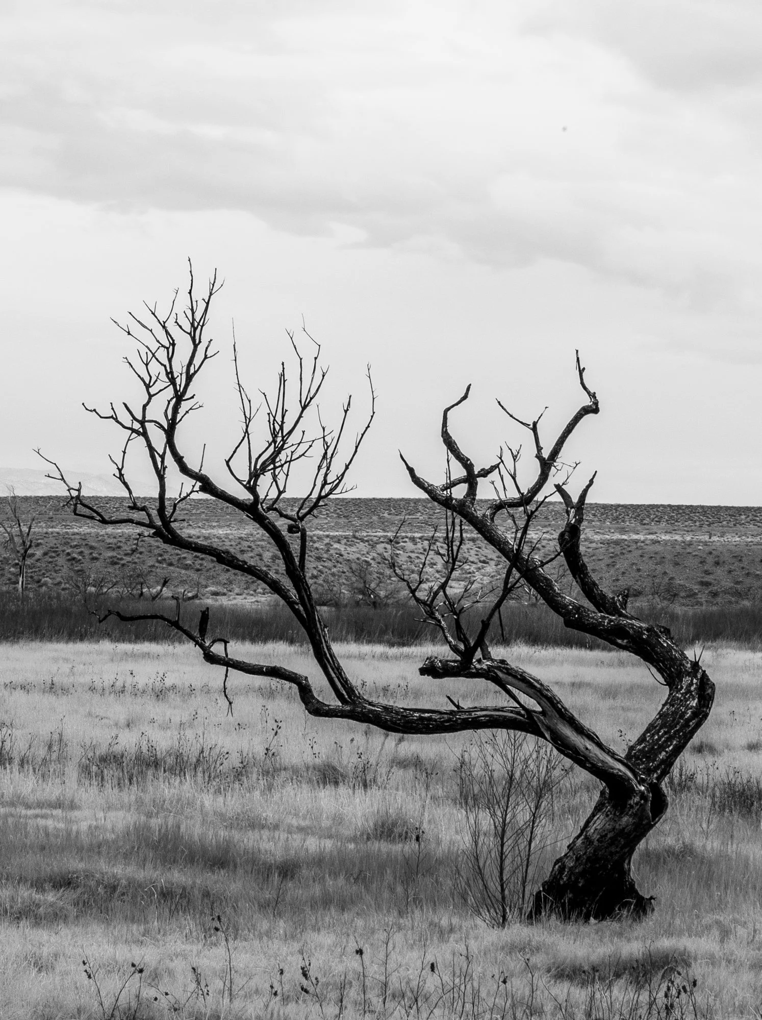 Twisted Trees show opening