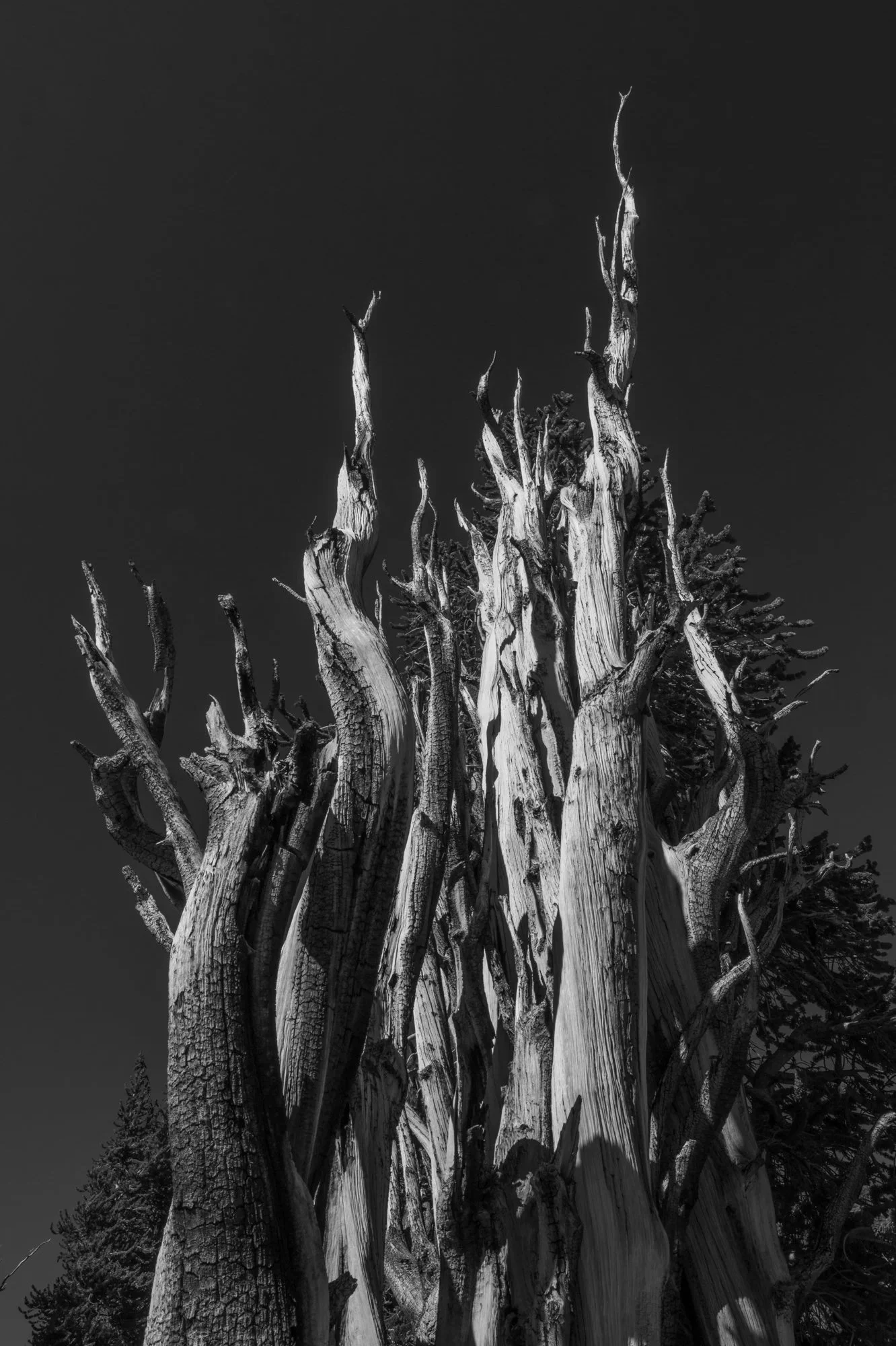 Black and white photo of tall spires of a Bristlecone pine tree that spiral up to the sky.