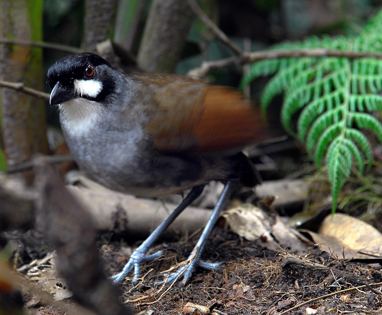 Ecuador Birding & Photography, "Jocotoco Antpitta"