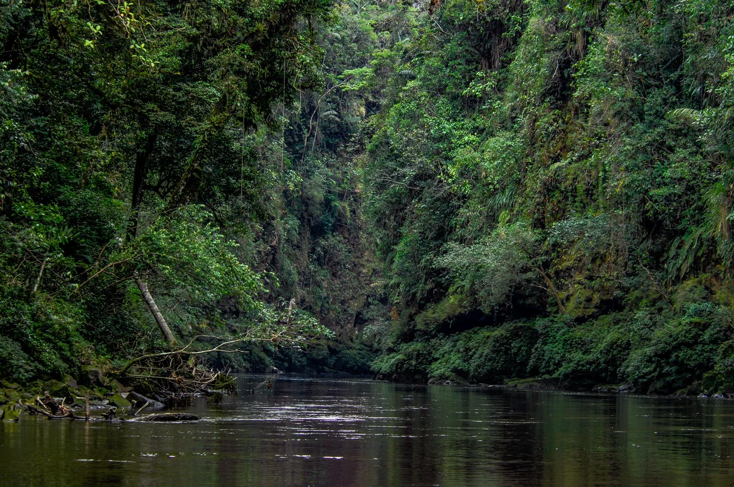 Ecuador Birding & Photography, "Rio Nangaritza"
