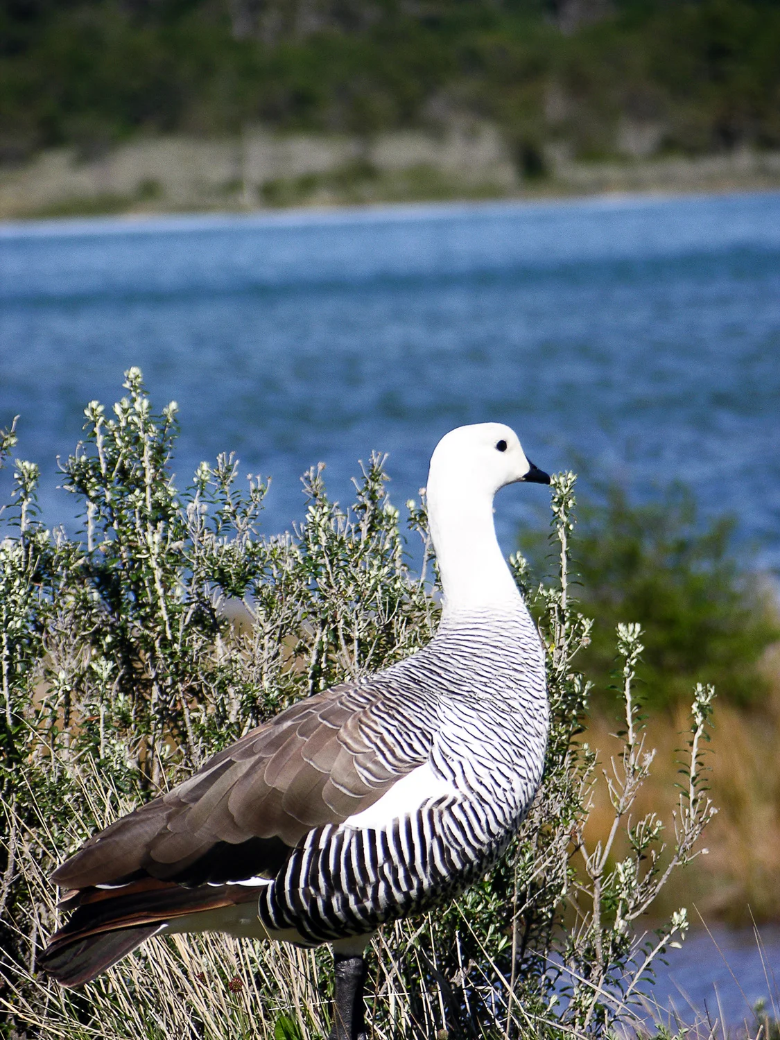 Upland Goose