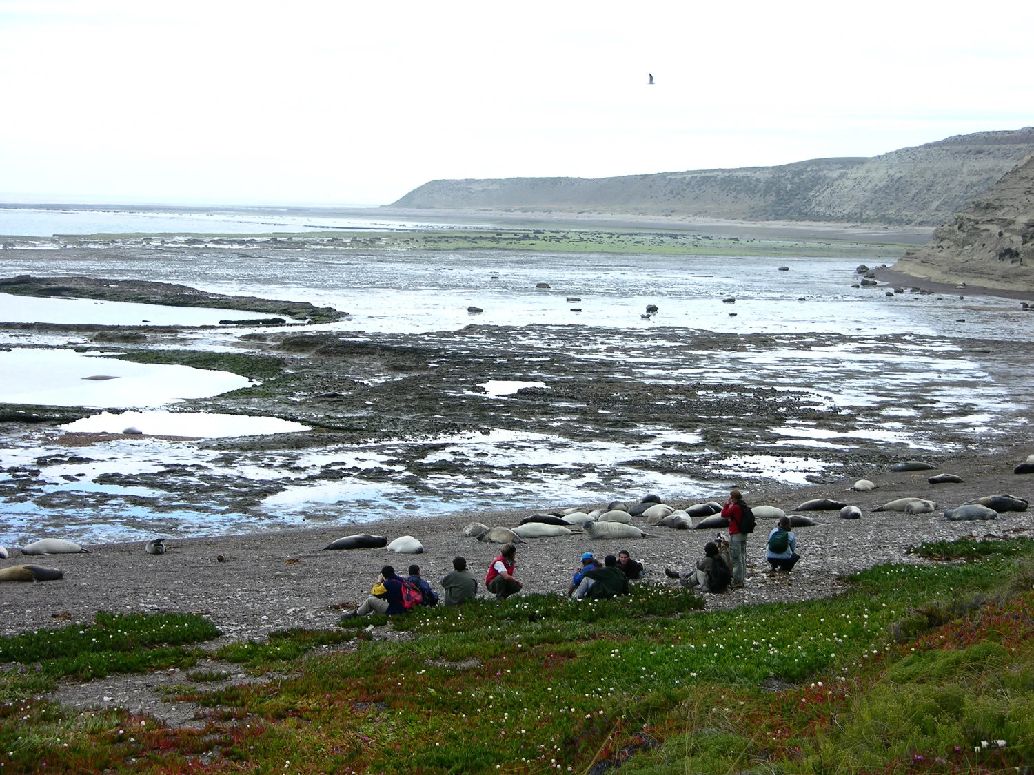 Punta Tombo